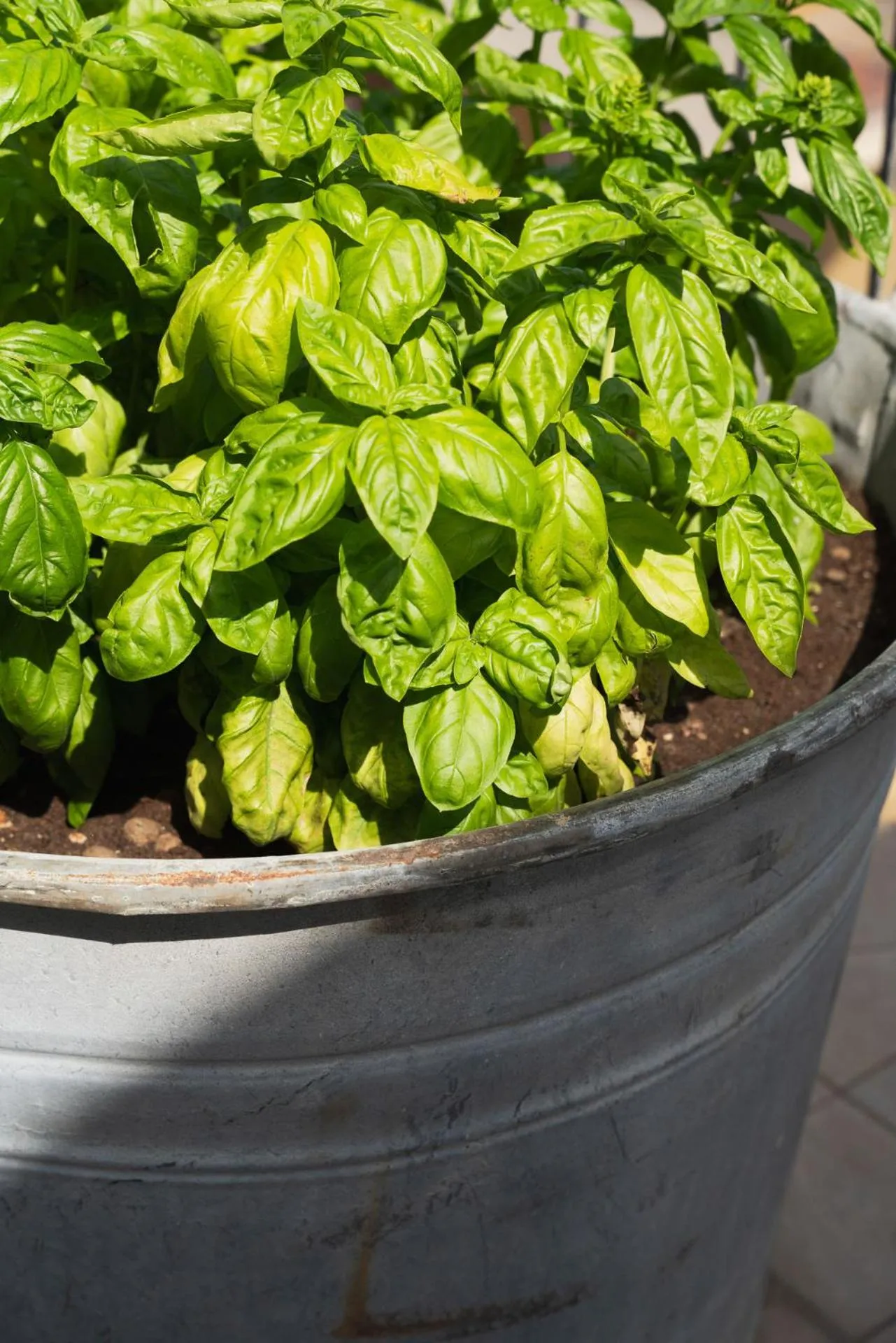 Garden in Hotel Roxy & Beach
