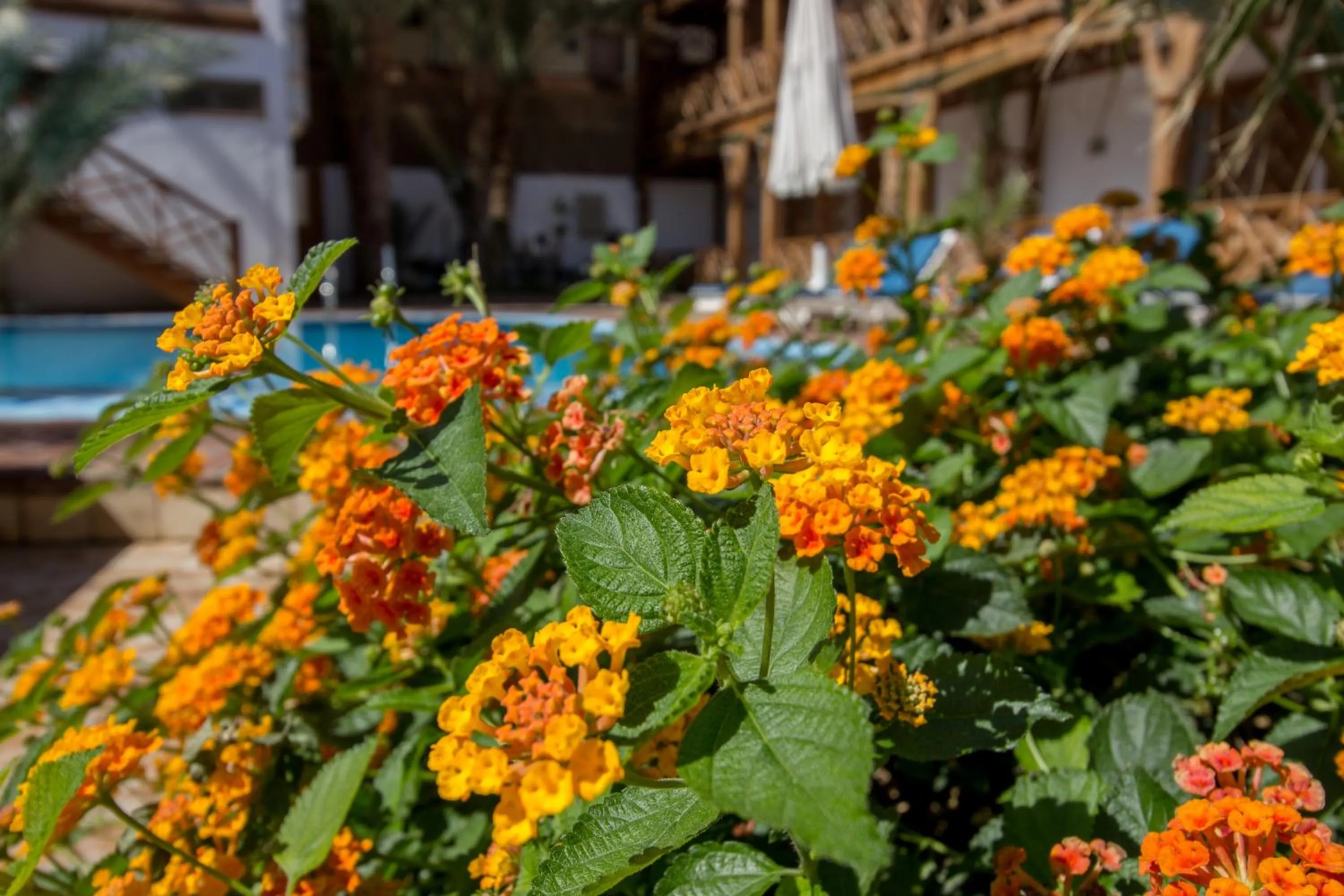 Decorative detail in Acacia Dahab Hotel