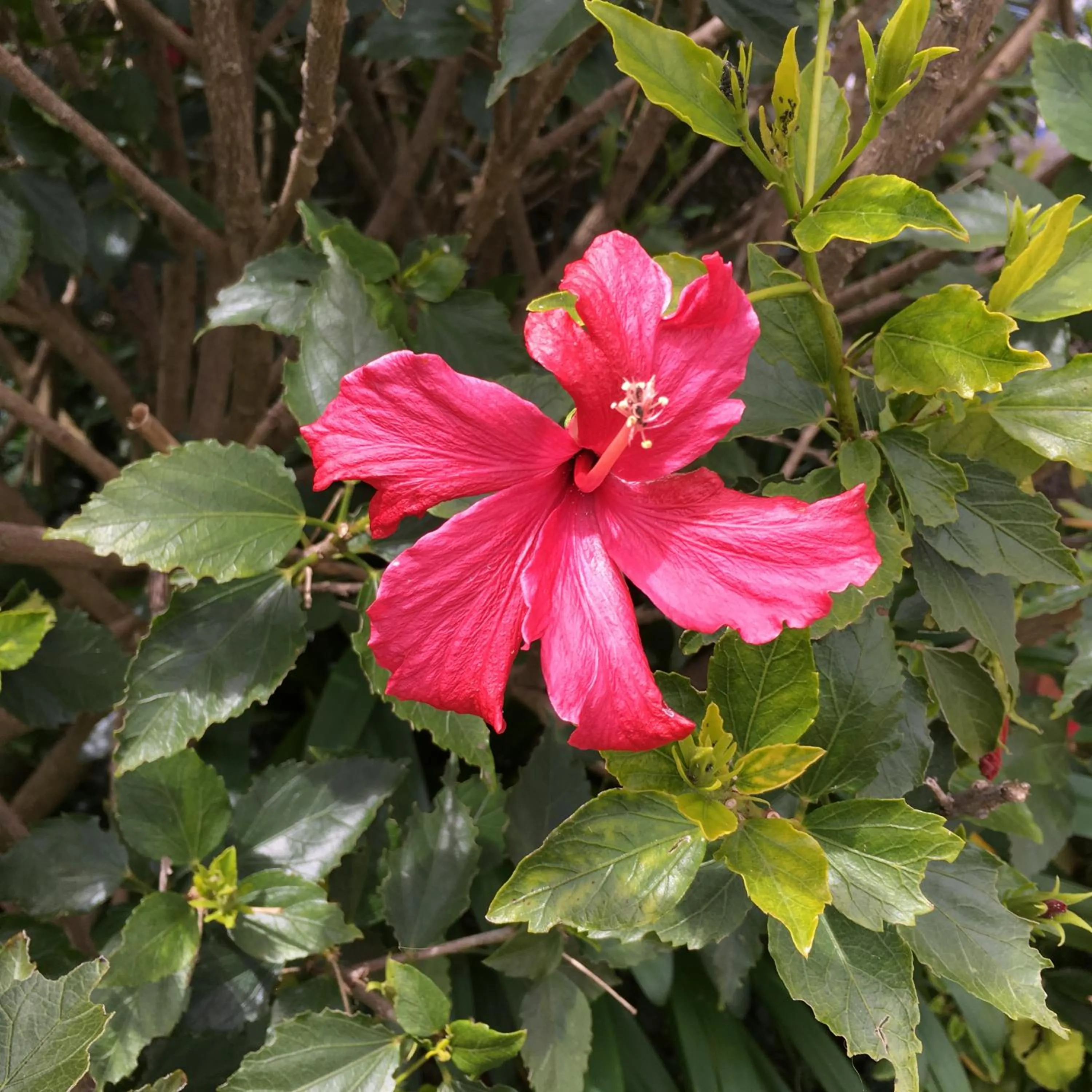 Garden in Casa do Til