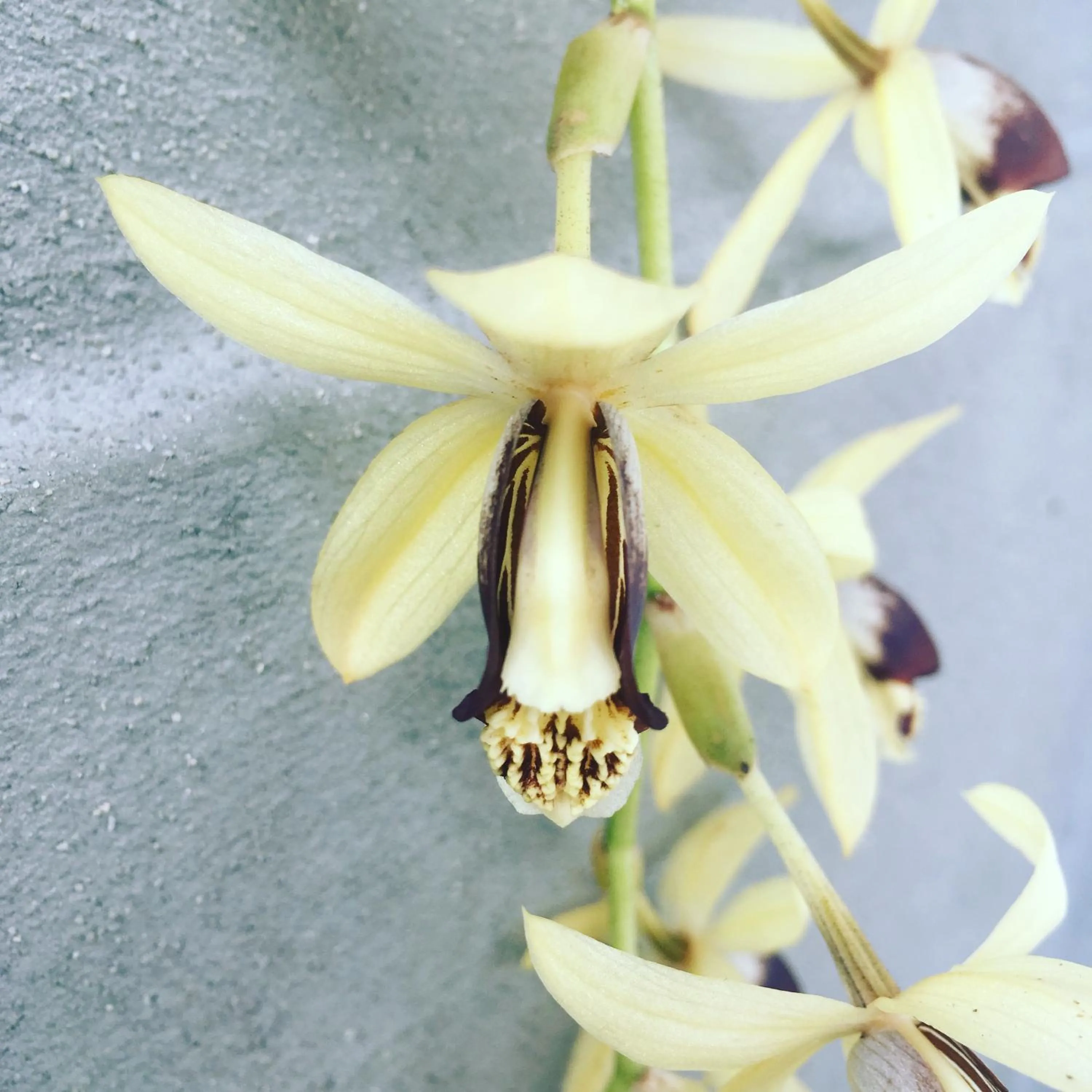 Garden in Casa do Til