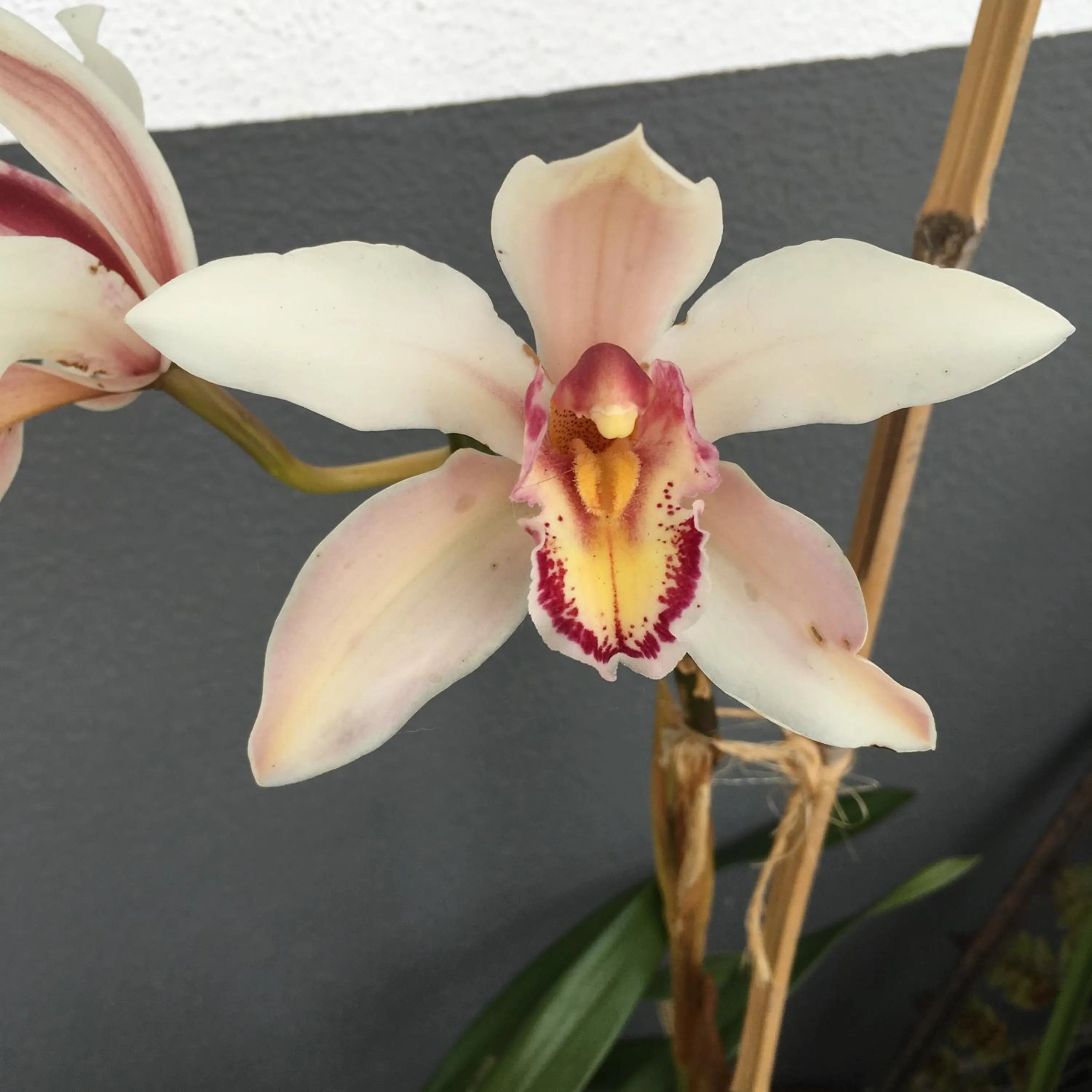 Garden in Casa do Til