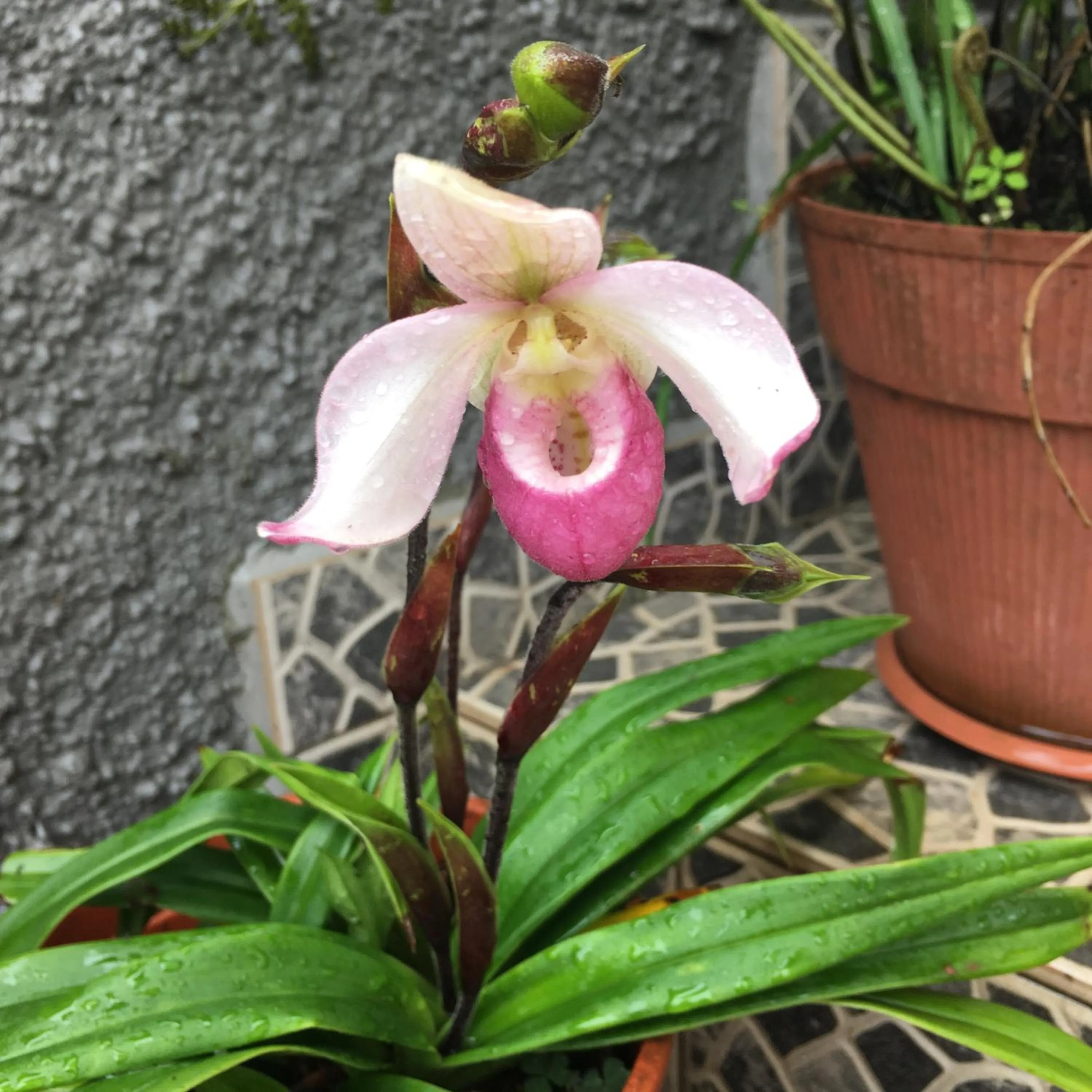 Garden in Casa do Til