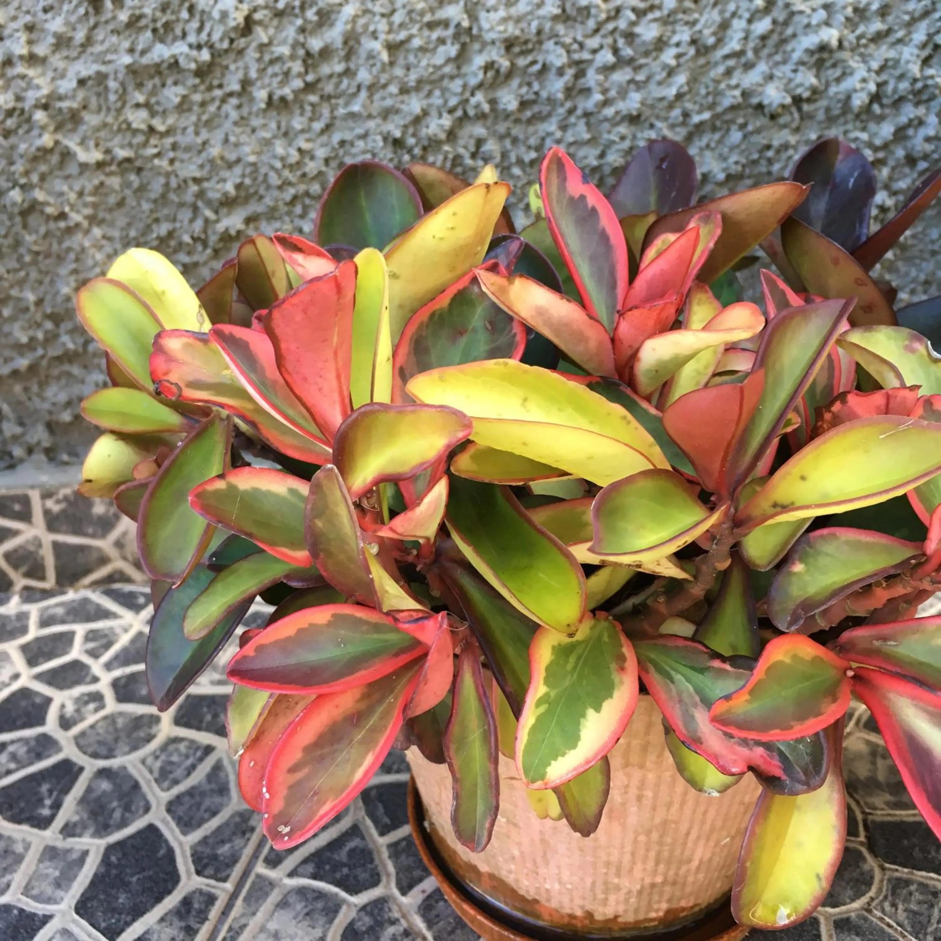 Garden in Casa do Til