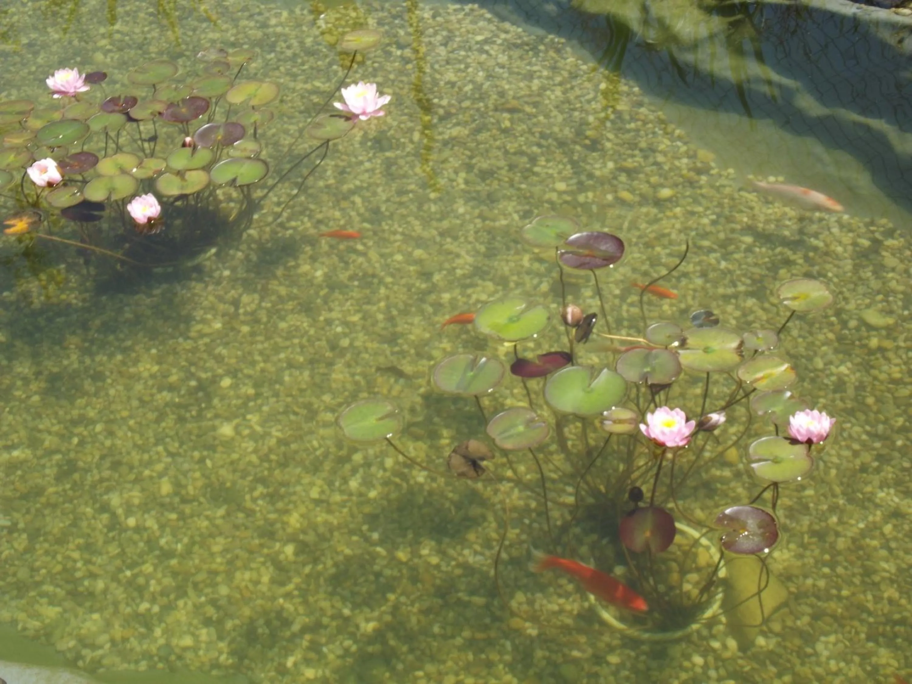Swimming pool in Ubytování U Račáků