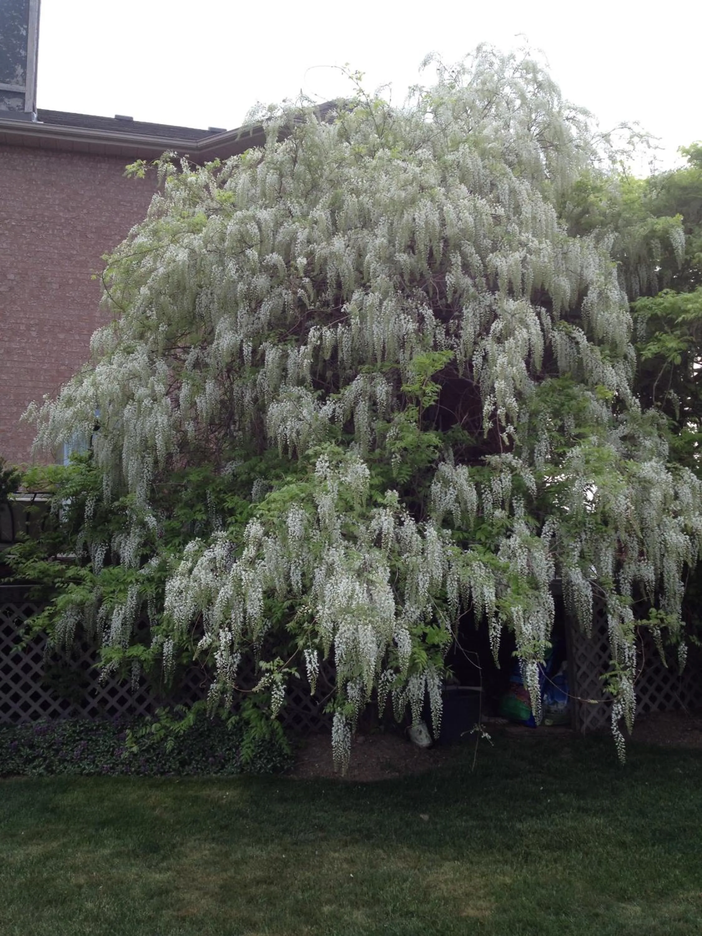 Spring in Lulu's Bed & Breakfast
