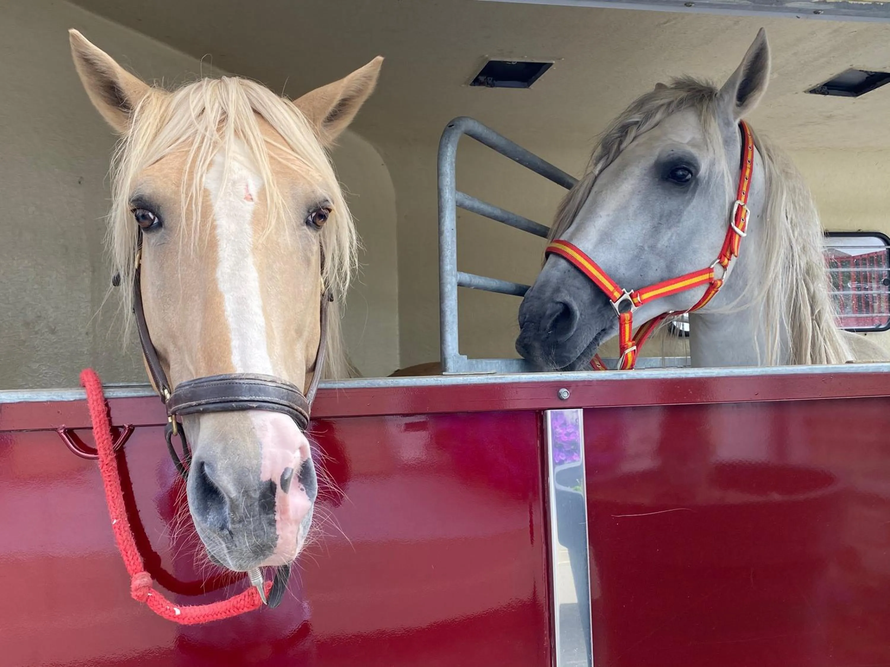 Animals in Wilsmann Apartmentvermietung