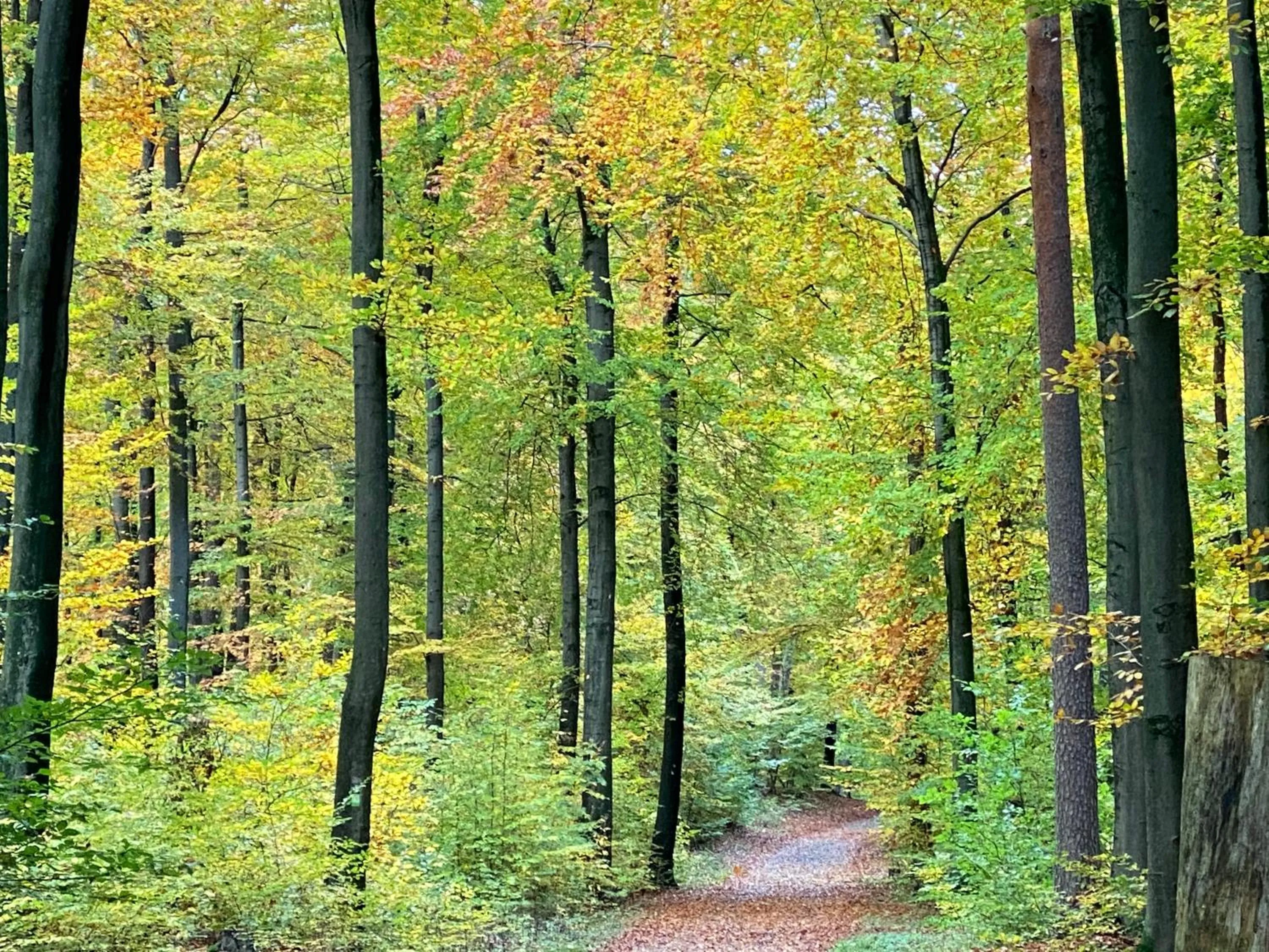 Natural landscape in Wilsmann Apartmentvermietung