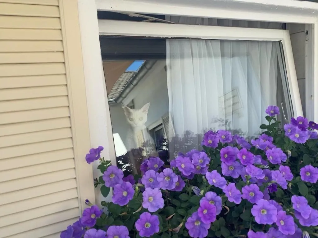 Garden in Wilsmann Apartmentvermietung