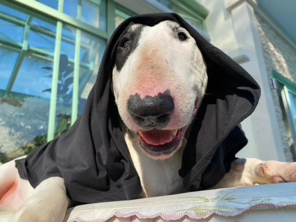 Animals in Wilsmann Apartmentvermietung