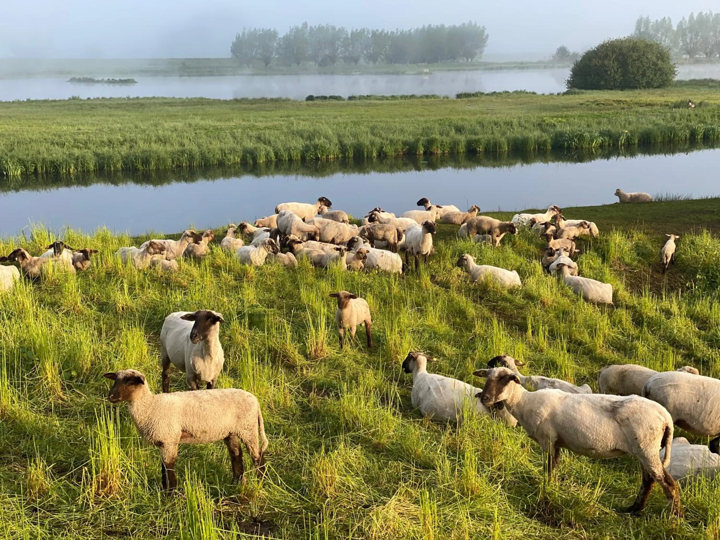 Animals in Wilsmann Apartmentvermietung