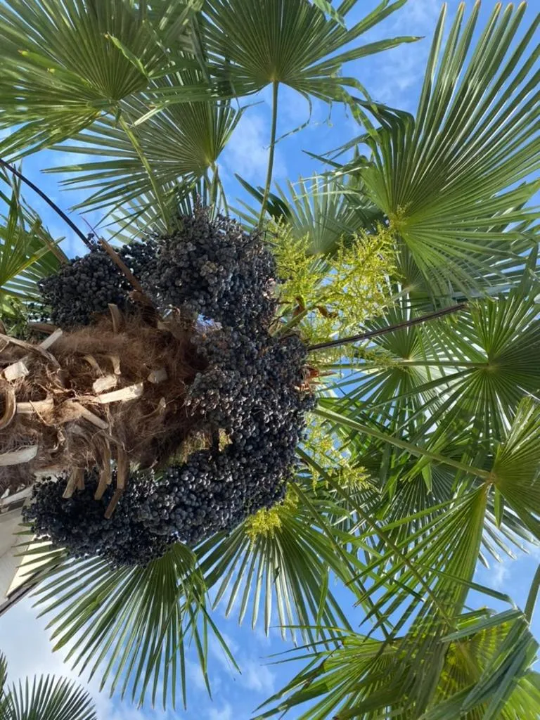Garden view in Wilsmann Apartmentvermietung