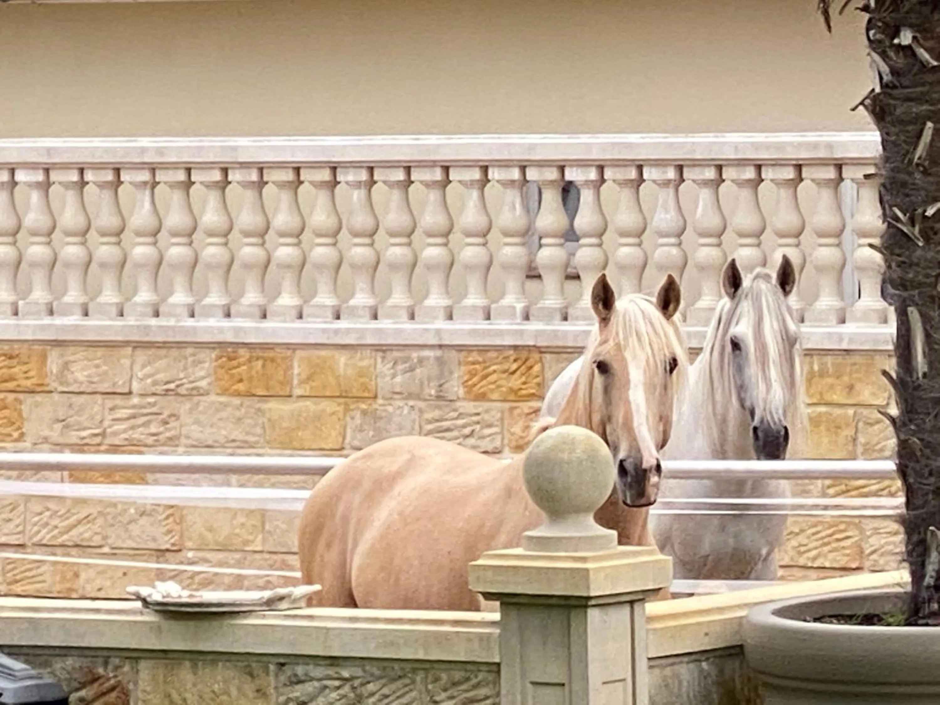 Animals in Wilsmann Apartmentvermietung