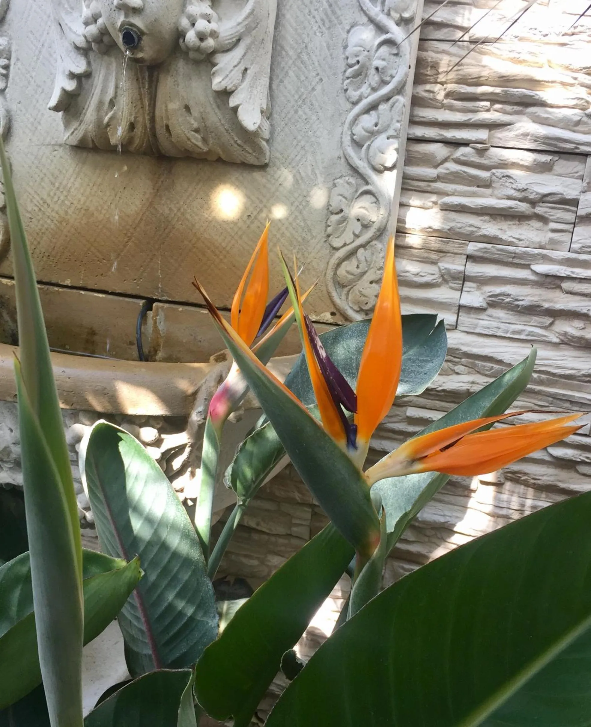 Patio in Wilsmann Apartmentvermietung