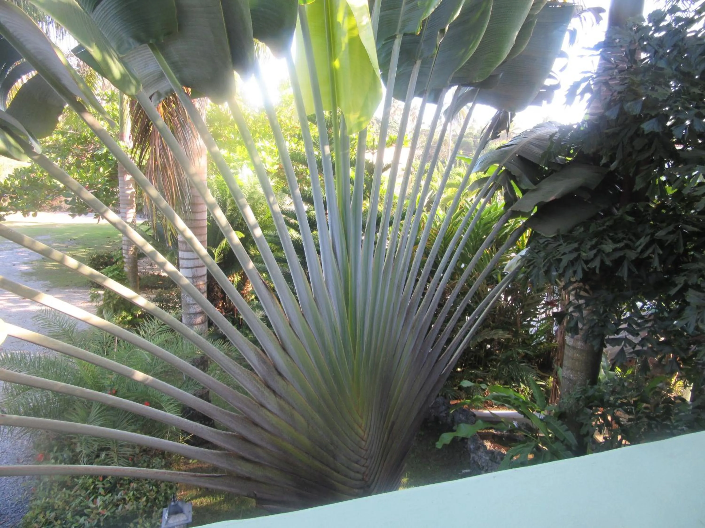 Garden in Hotel Cambri