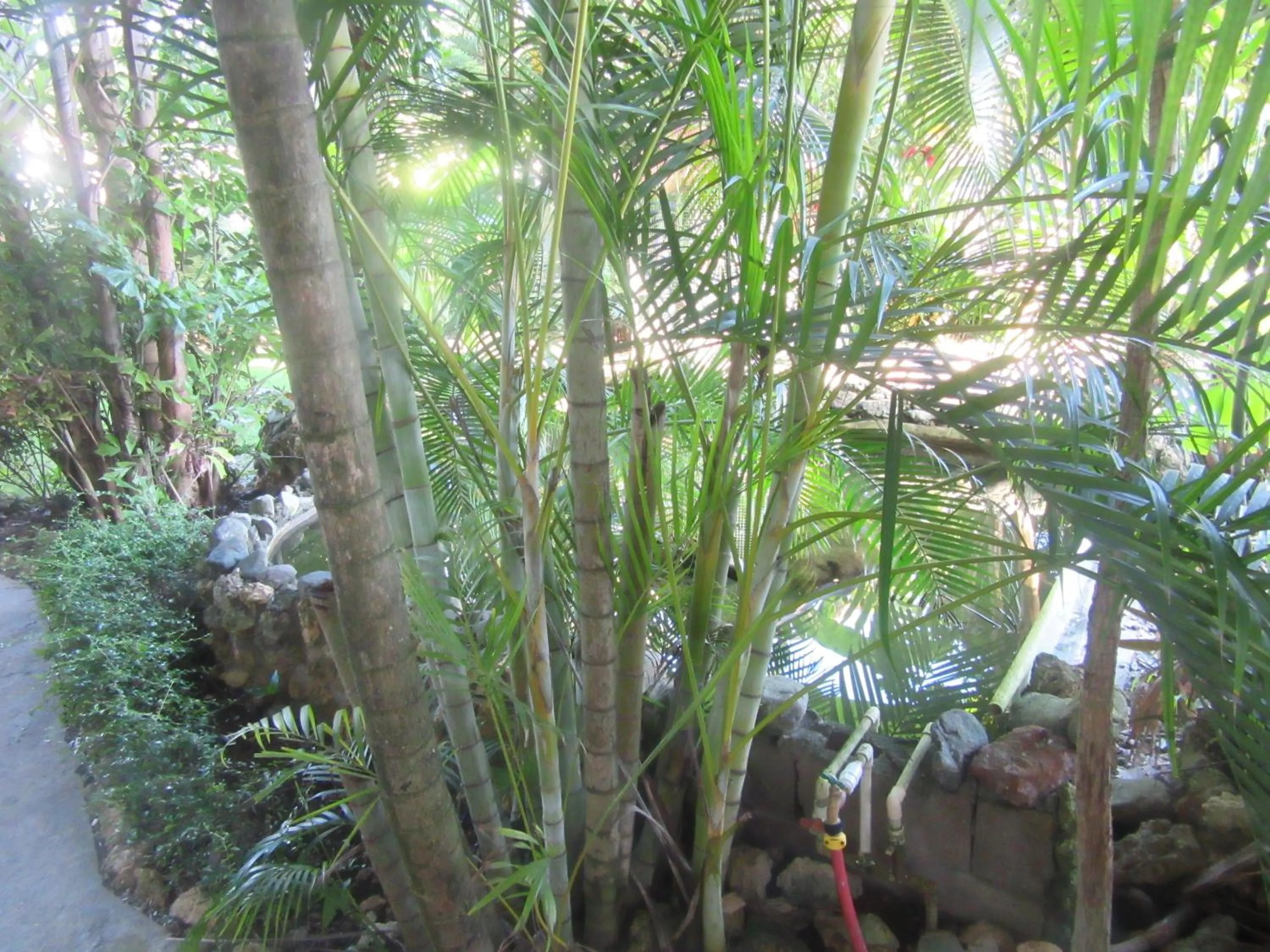 Garden in Hotel Cambri