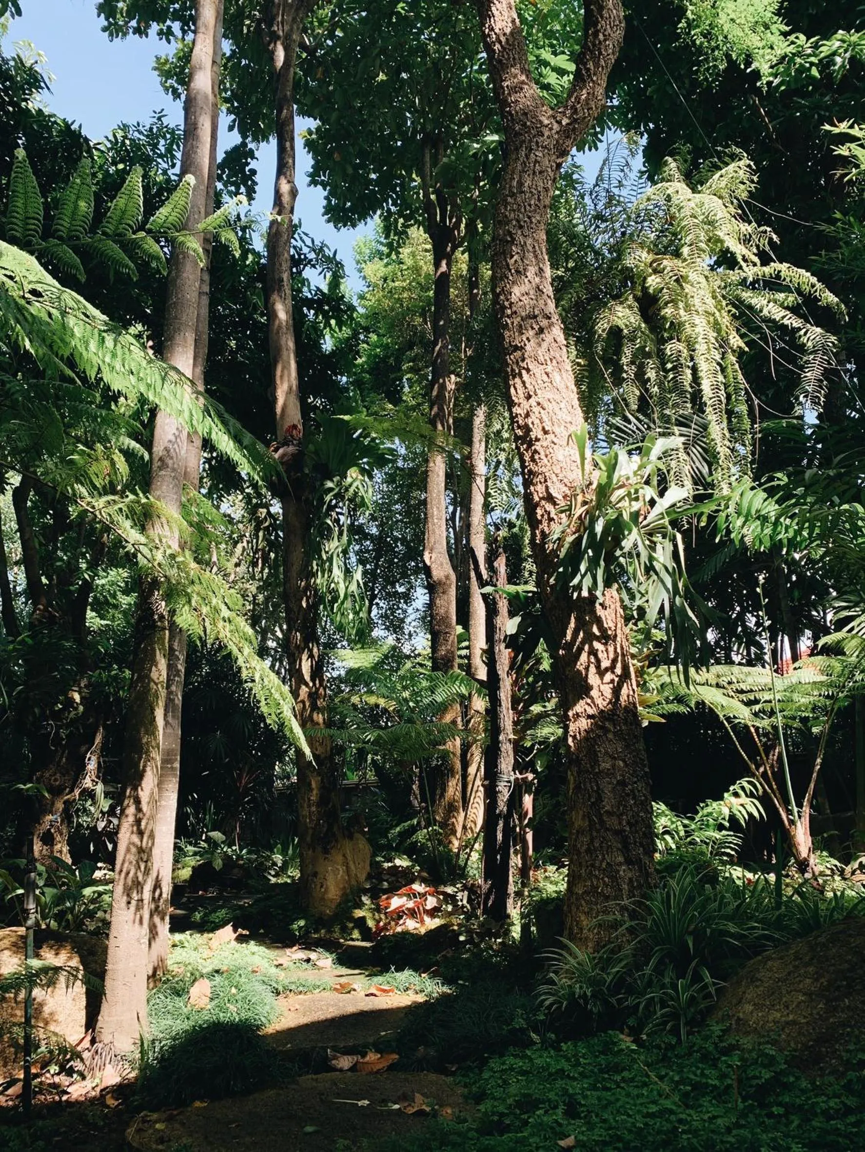 Garden in Baansuwanburi - บ้านสุวรรณบุรี