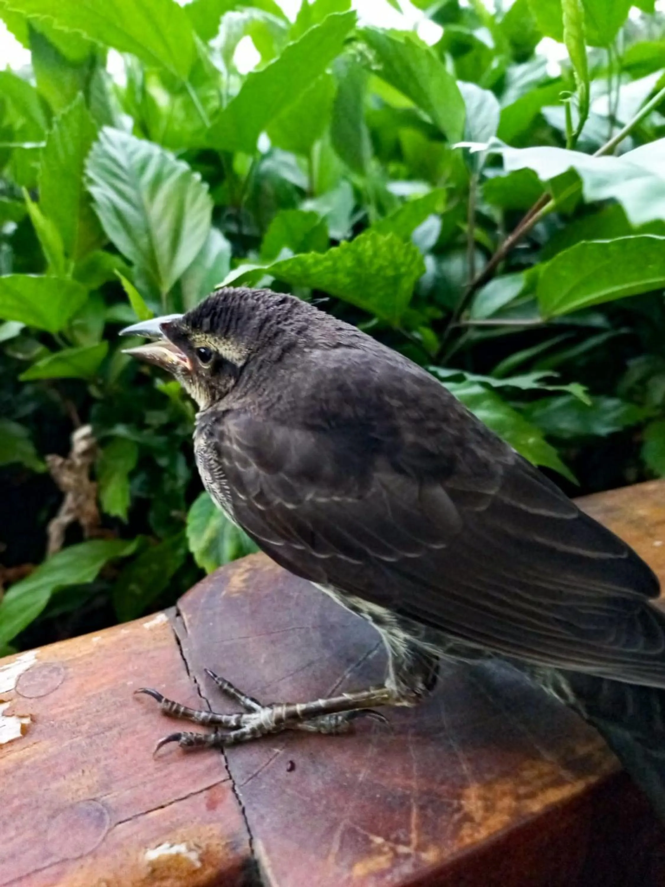 Garden in BellaVista Suites By Villas Verdes - Samara Beach