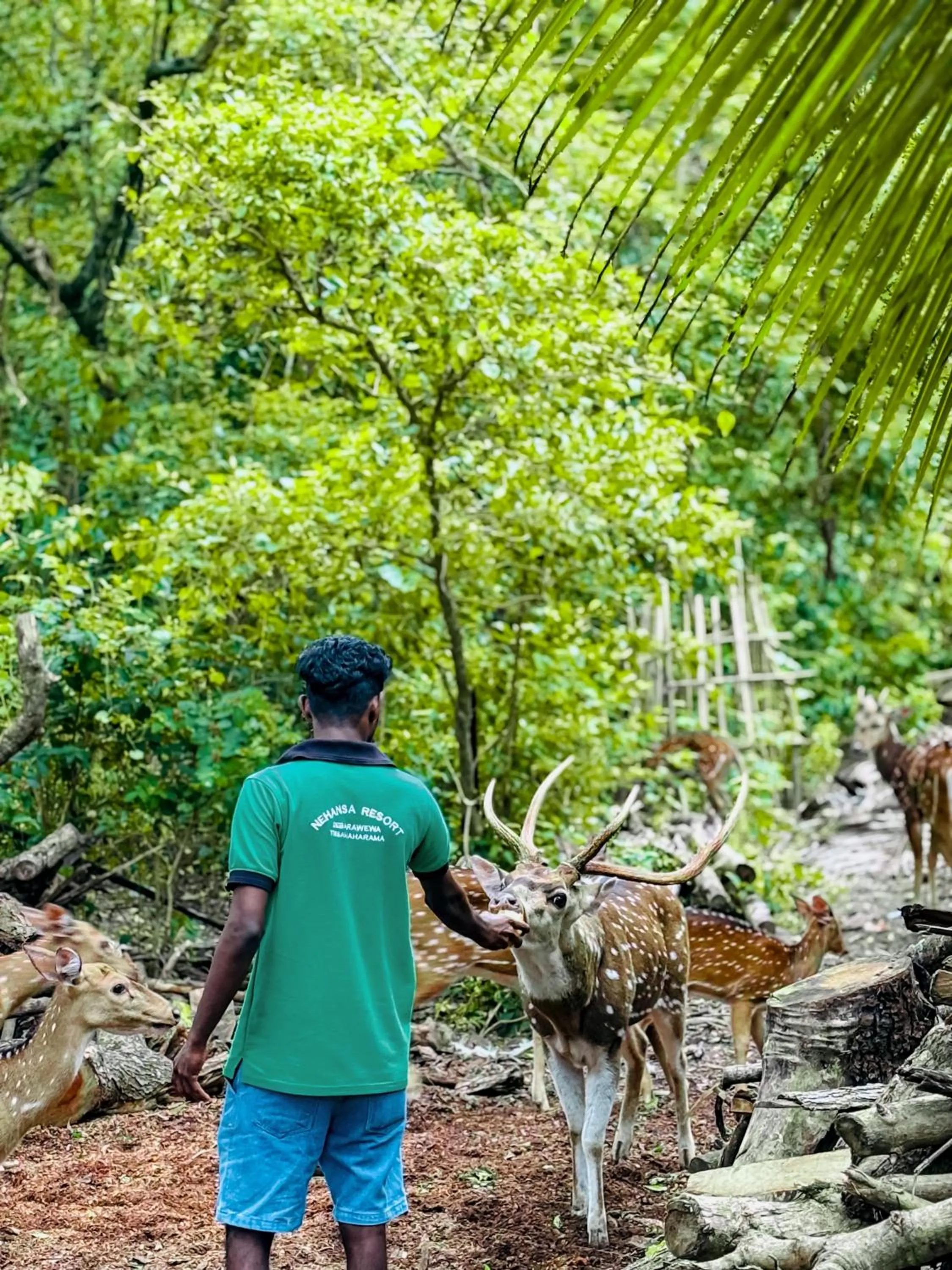 Garden in Nehansa Resort and safari