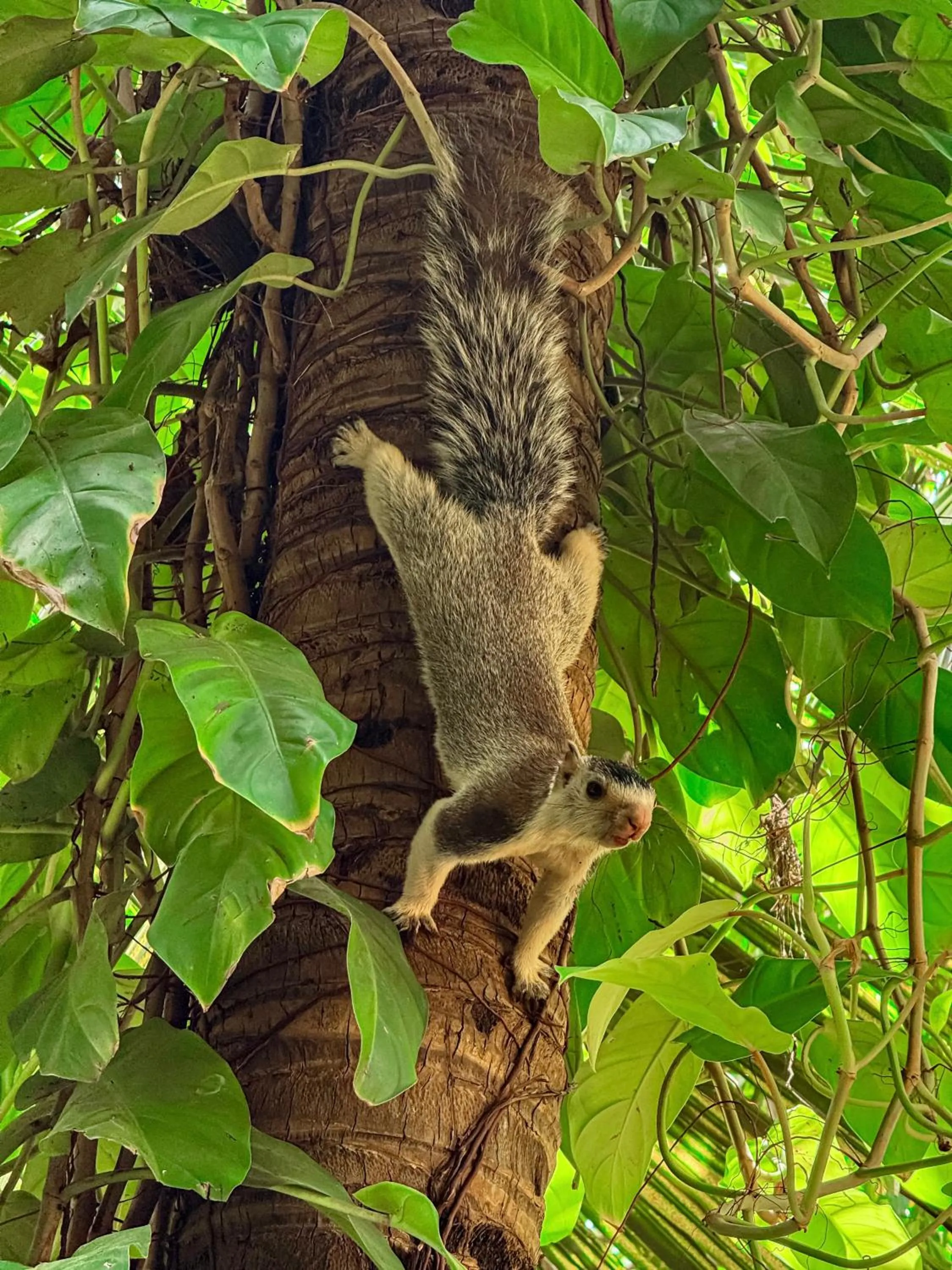 Animals in Nehansa Resort and safari