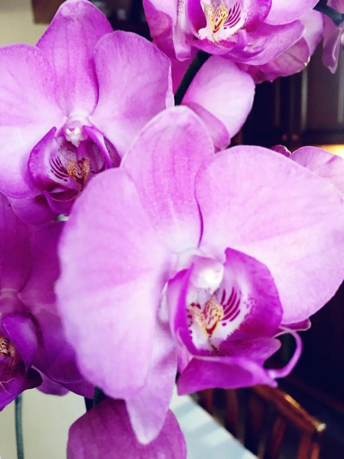 Suite Orchidea by Dimorra
