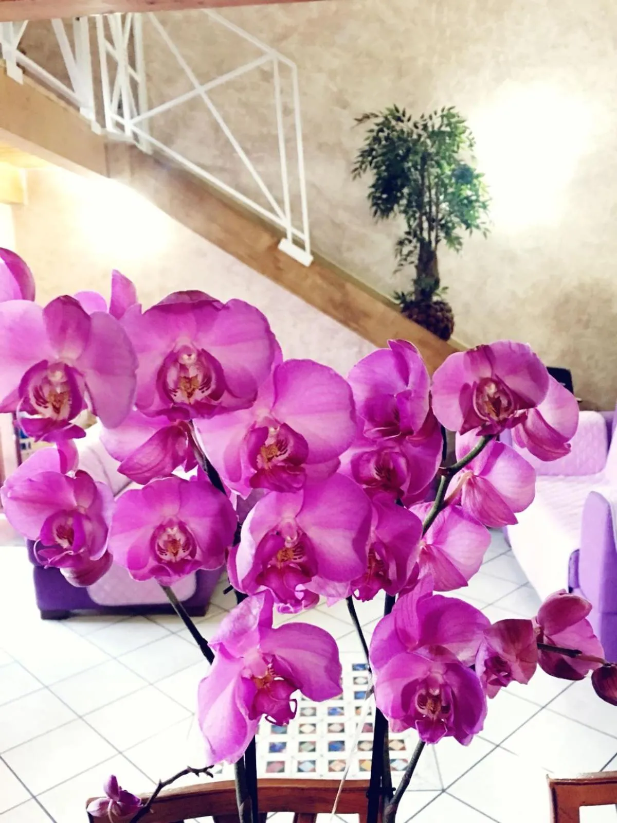 Suite Orchidea by Dimorra