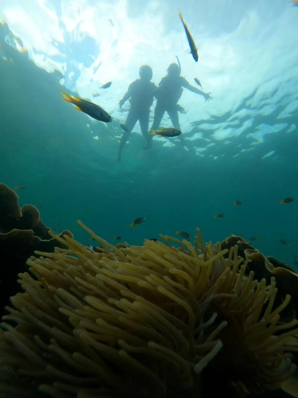 Snorkeling in Z-Touch Lipe Island Resort