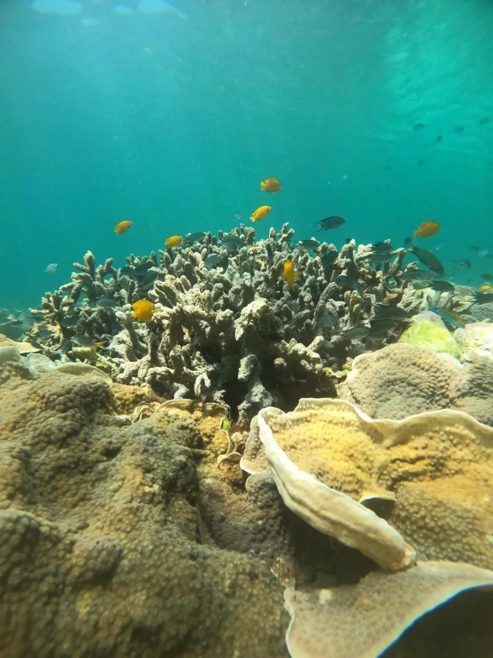 Natural landscape in Z-Touch Lipe Island Resort