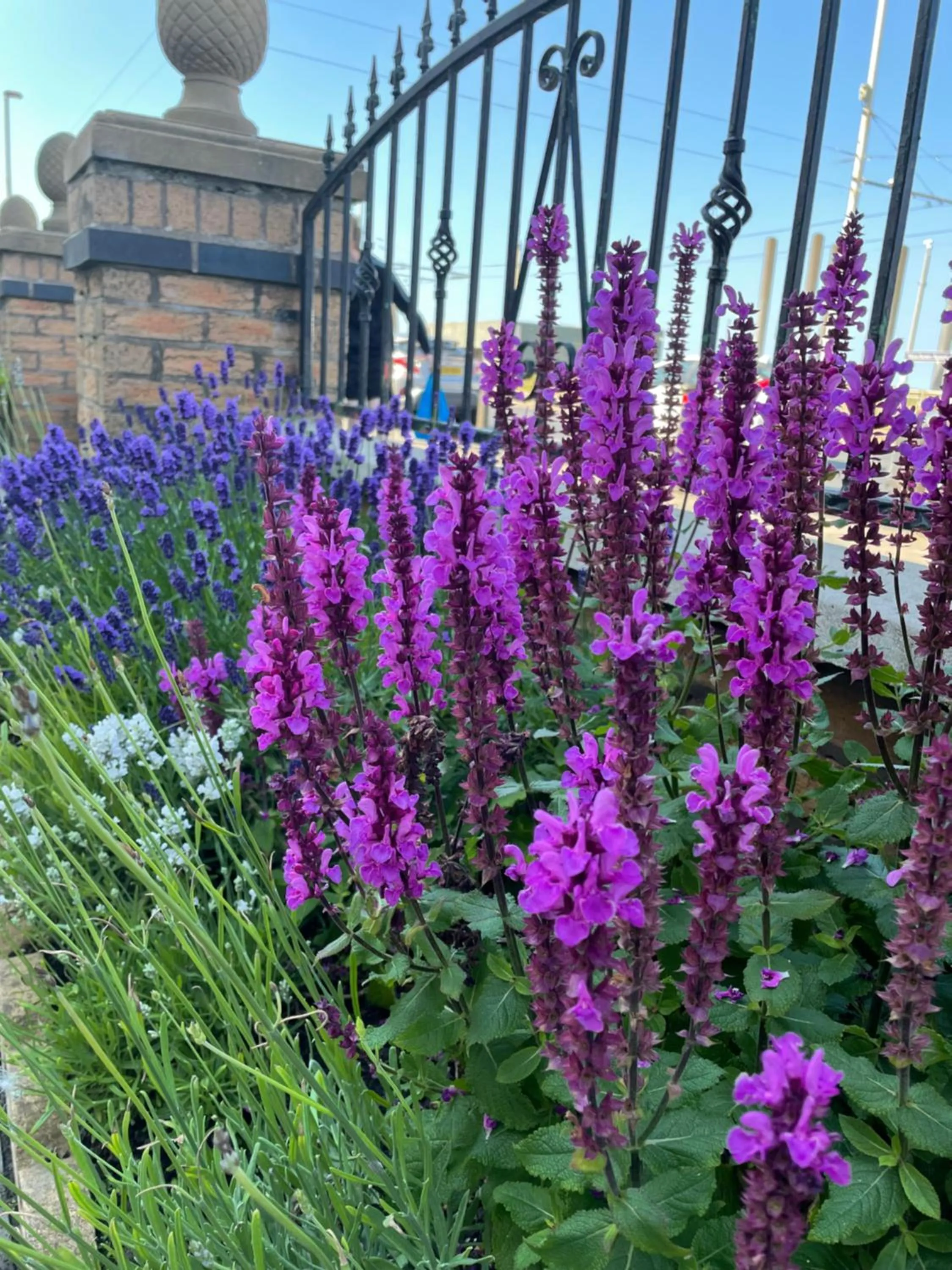 Garden in Craig-y-Don