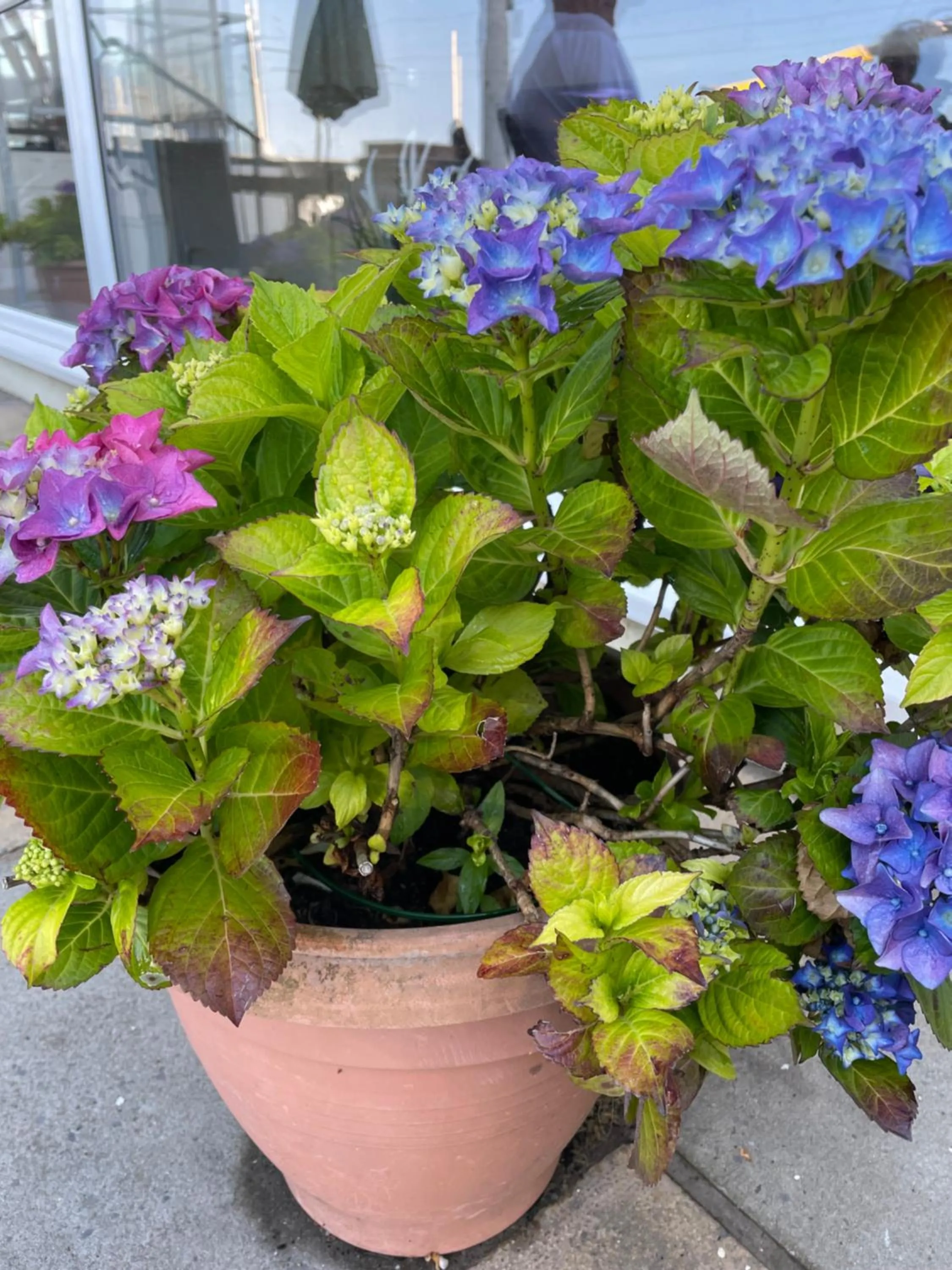 Garden in Craig-y-Don