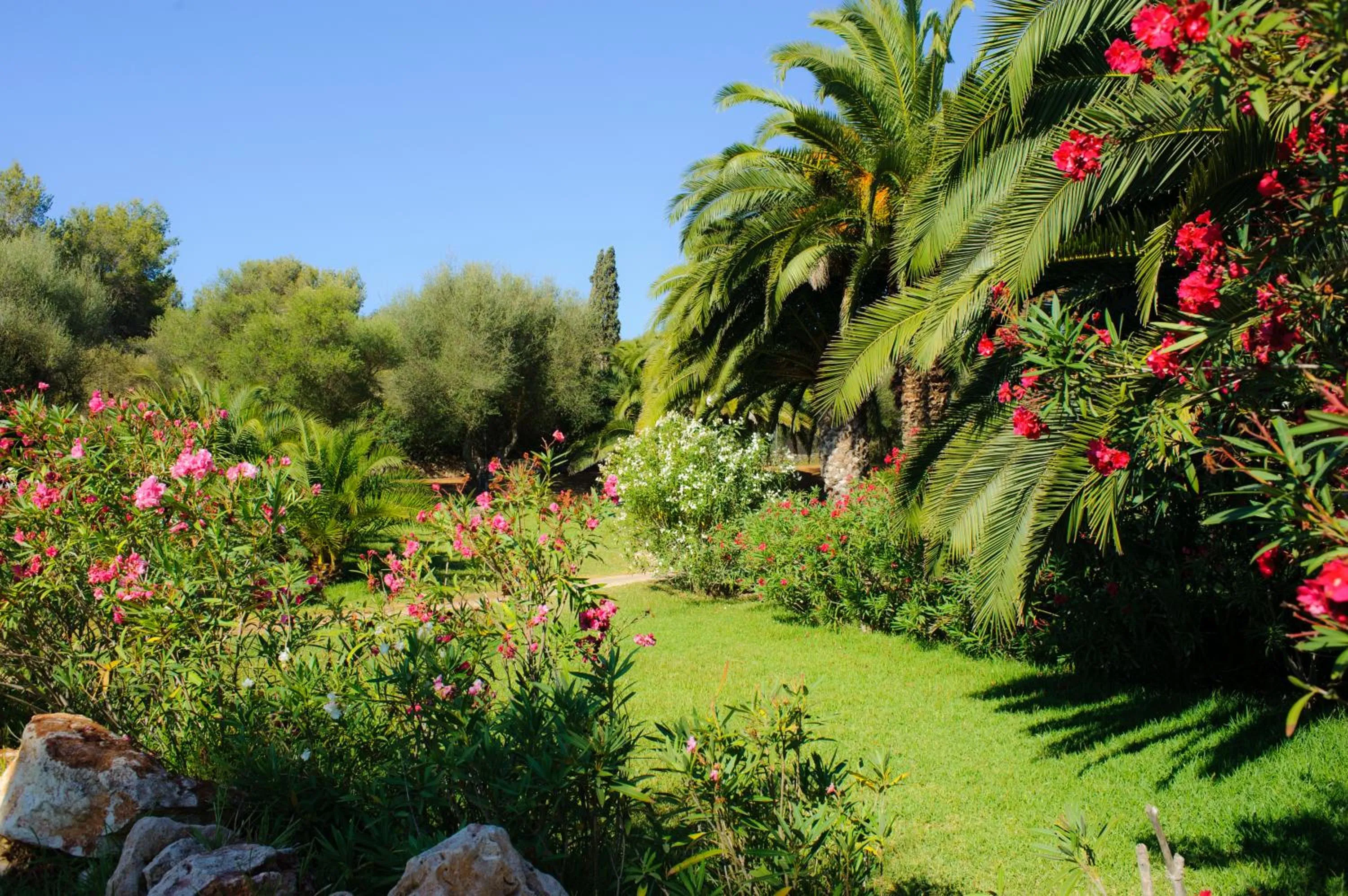 Garden view in Hotel Palia Puerto del Sol 3 Sup