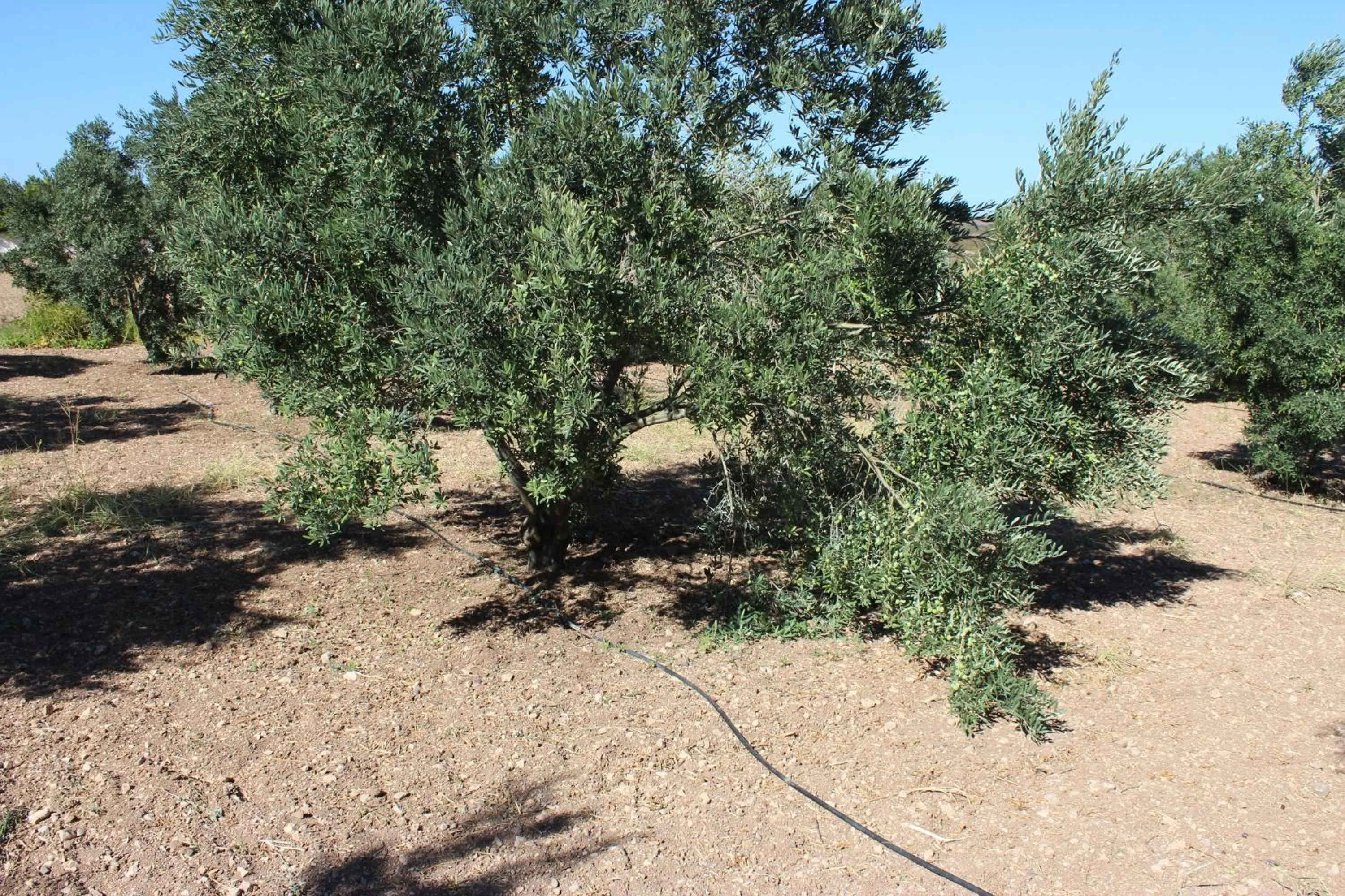 Day in Alacati Koclu Konagi Hotel