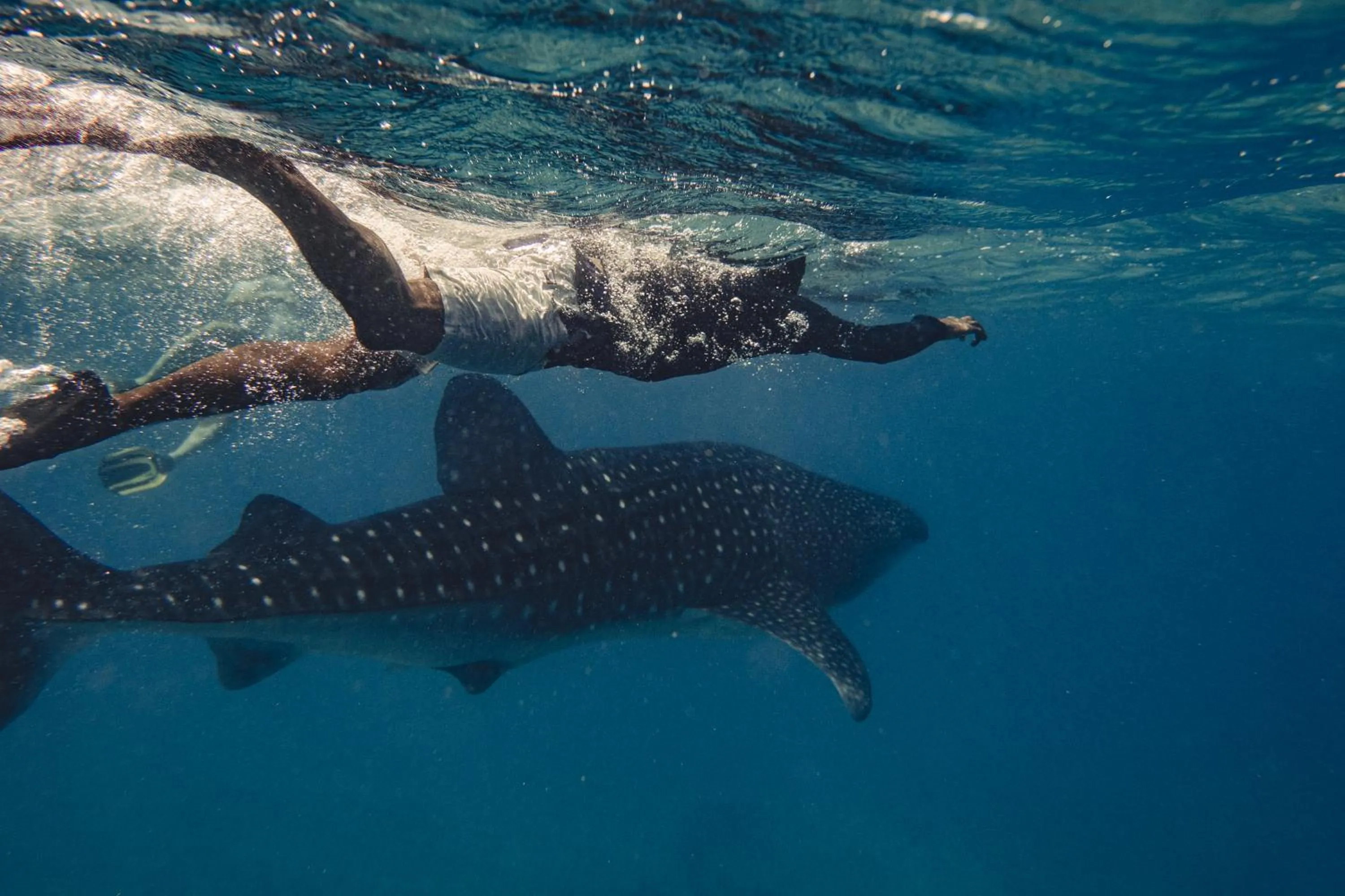 Activities in Sun Siyam Vilu Reef with Free Transfer