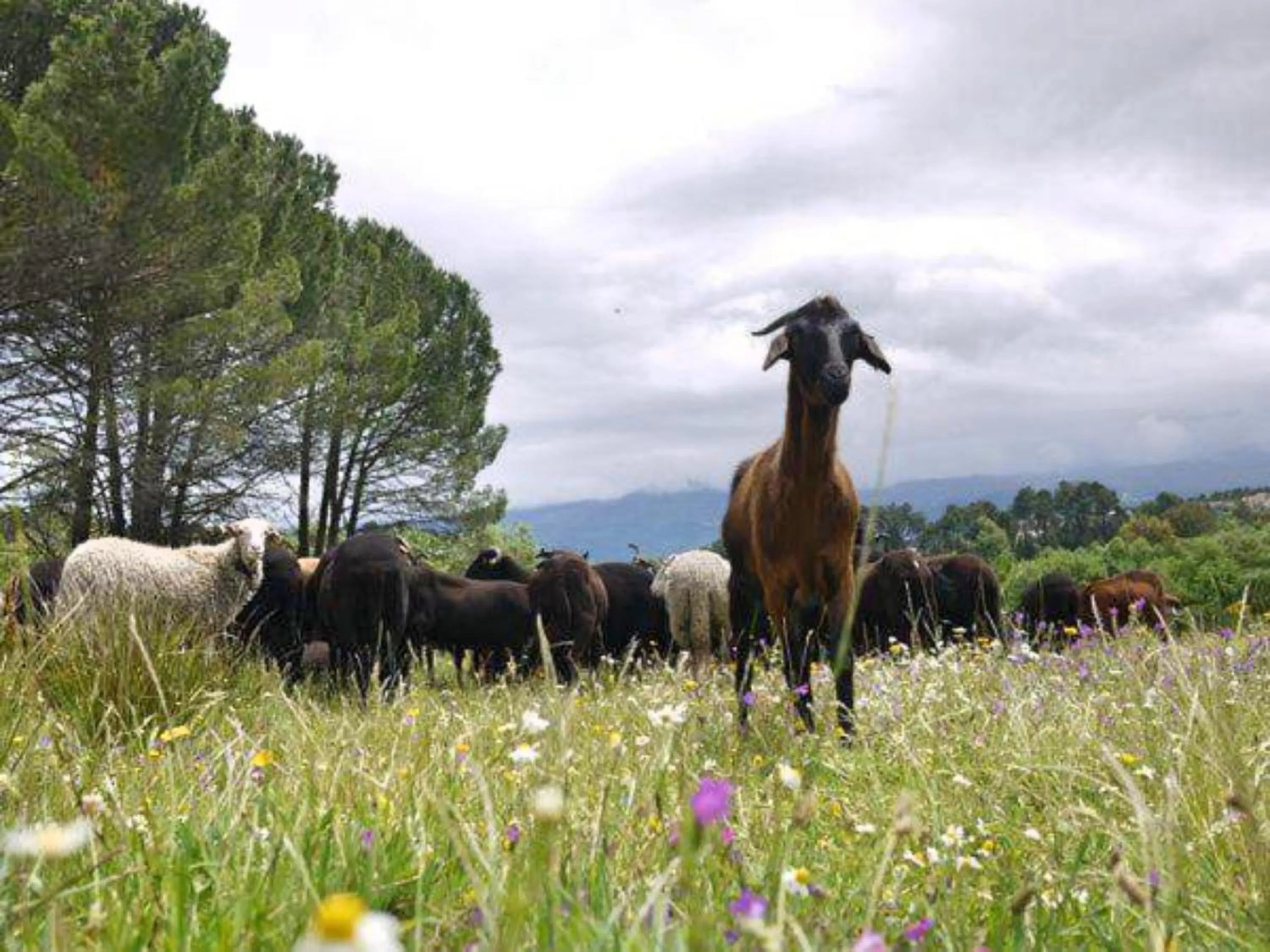 Patio in Alojamento Santa Clara