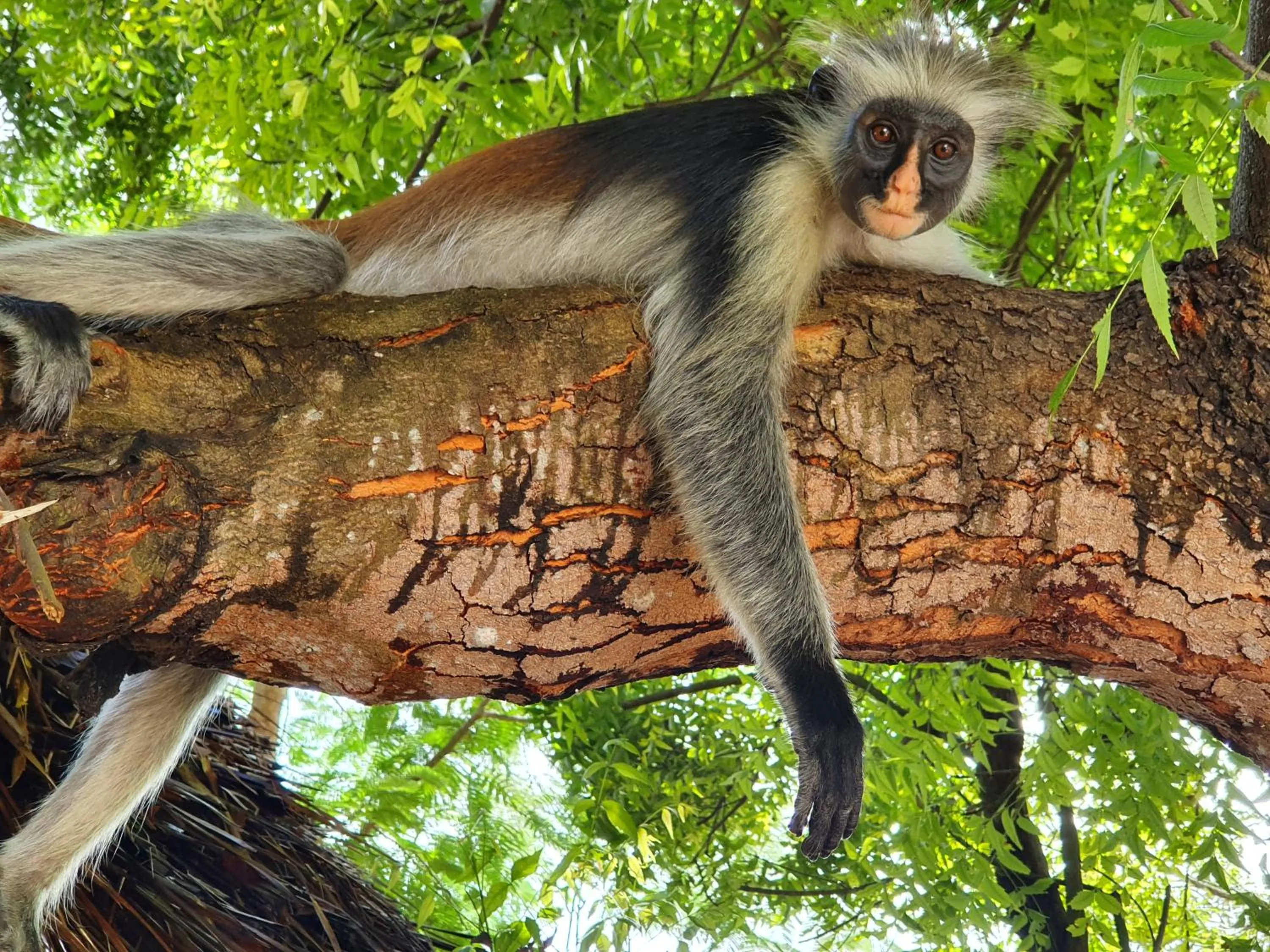 Natural landscape in Blue Palm Zanzibar