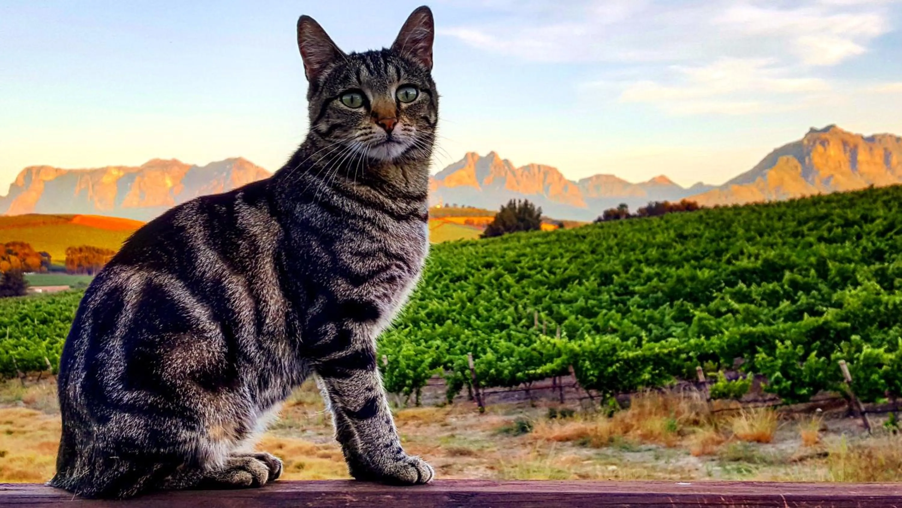 Animals in The Log Collective