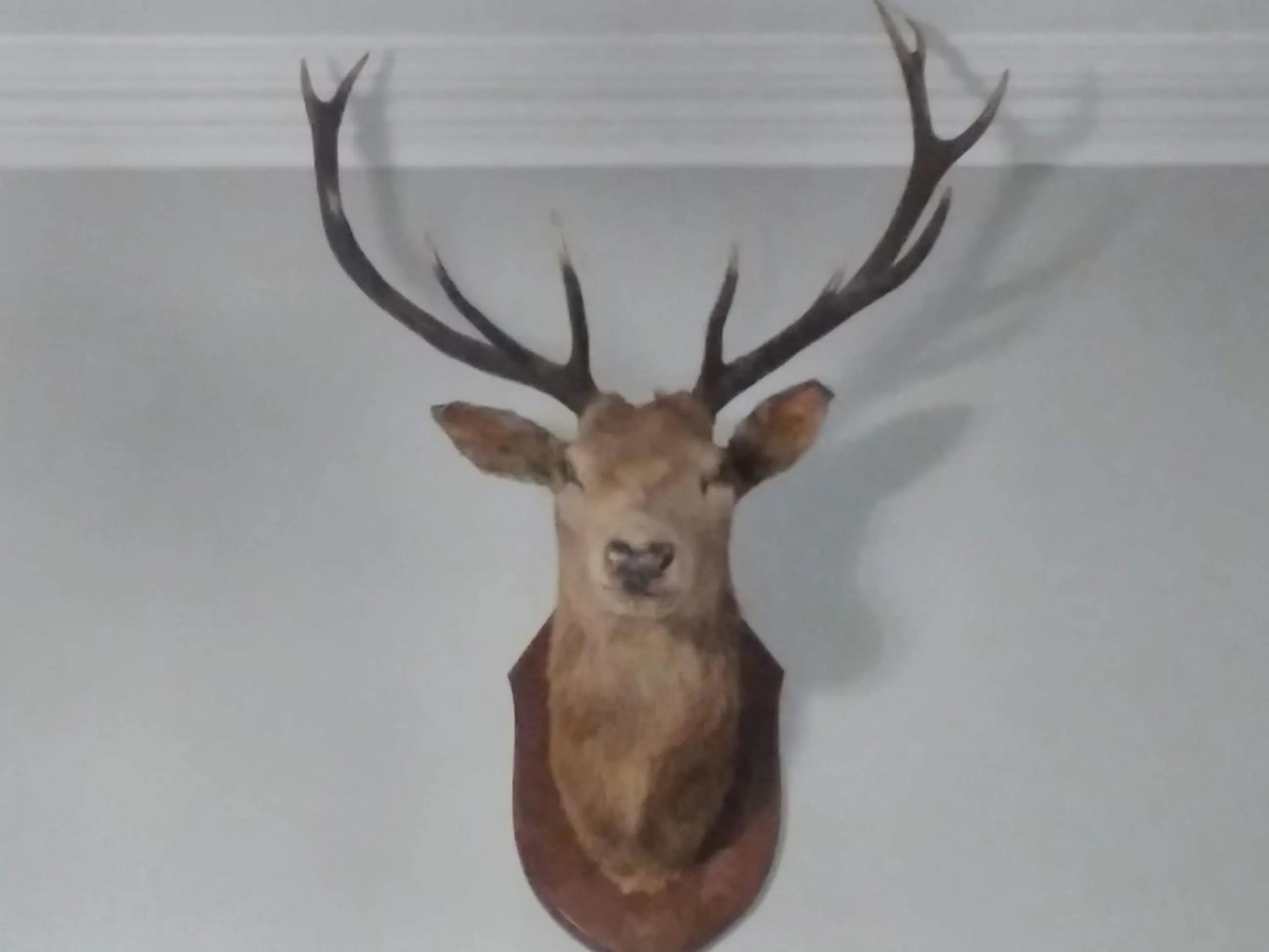 Decorative detail in Greenland House B&B