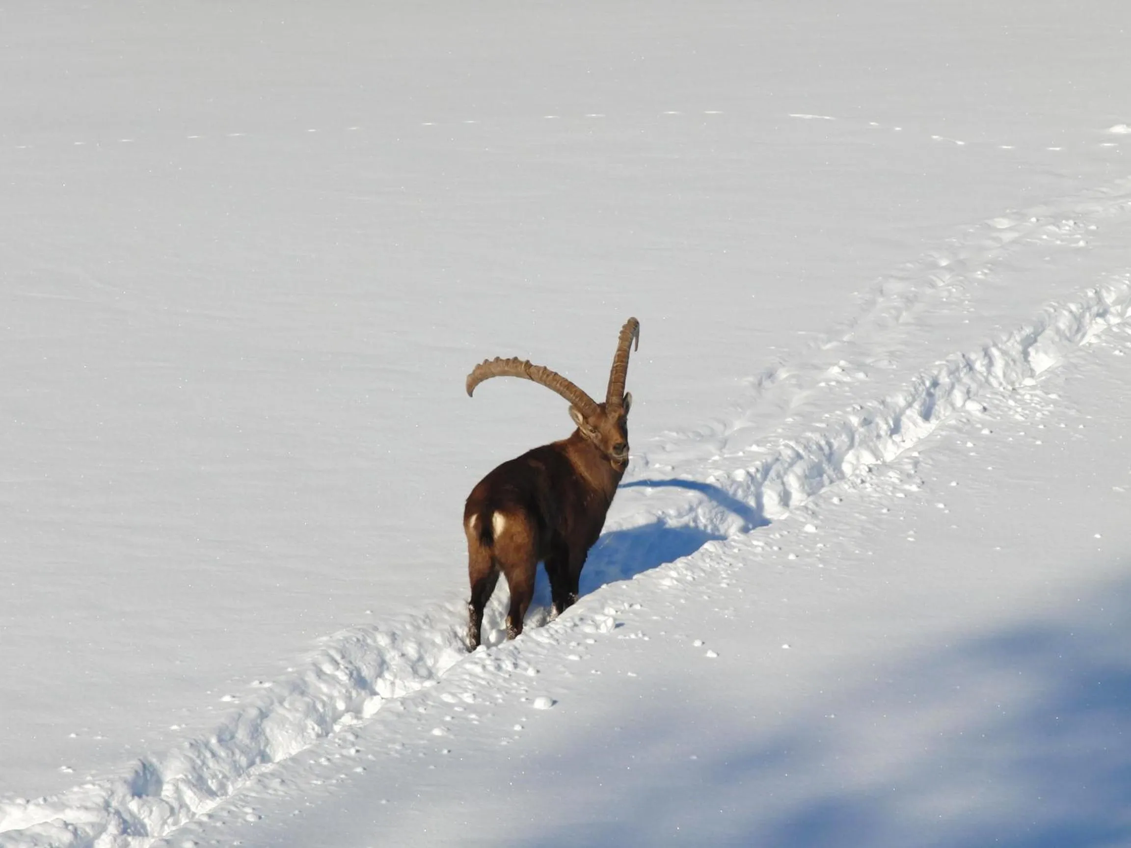 Animals in Aparthotel Sunrise