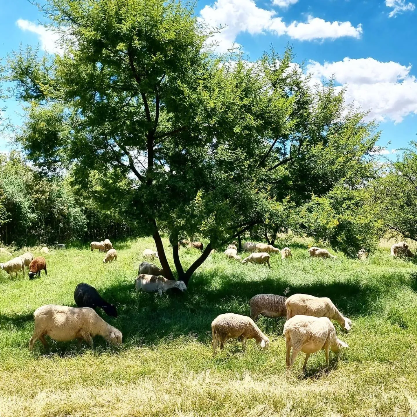 Garden in Liedjiesbos Urban Olive Farm