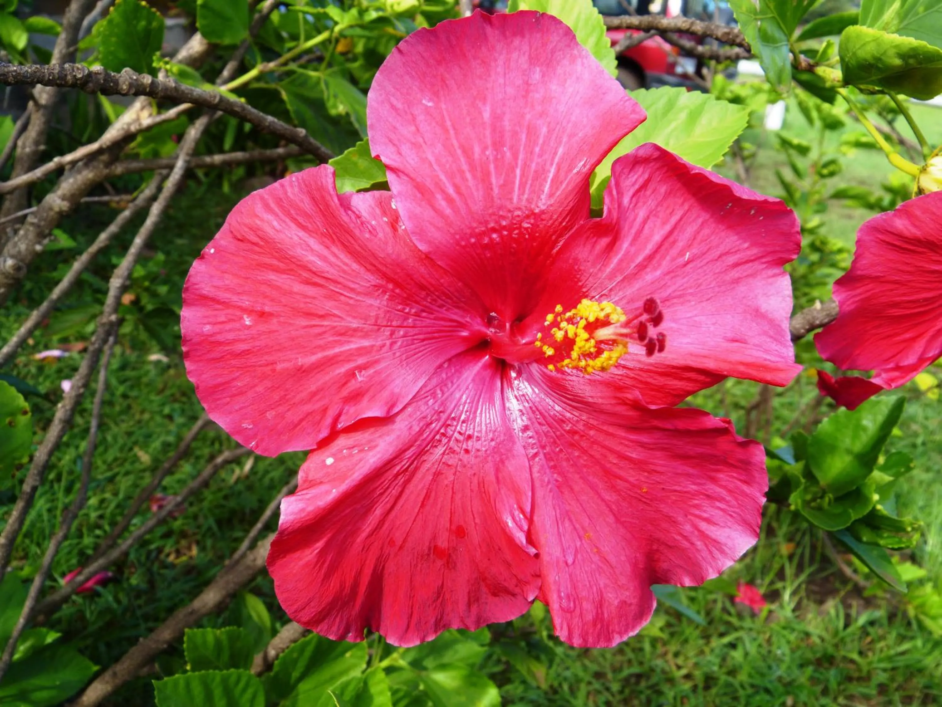 Garden in Cabañas Te Maori