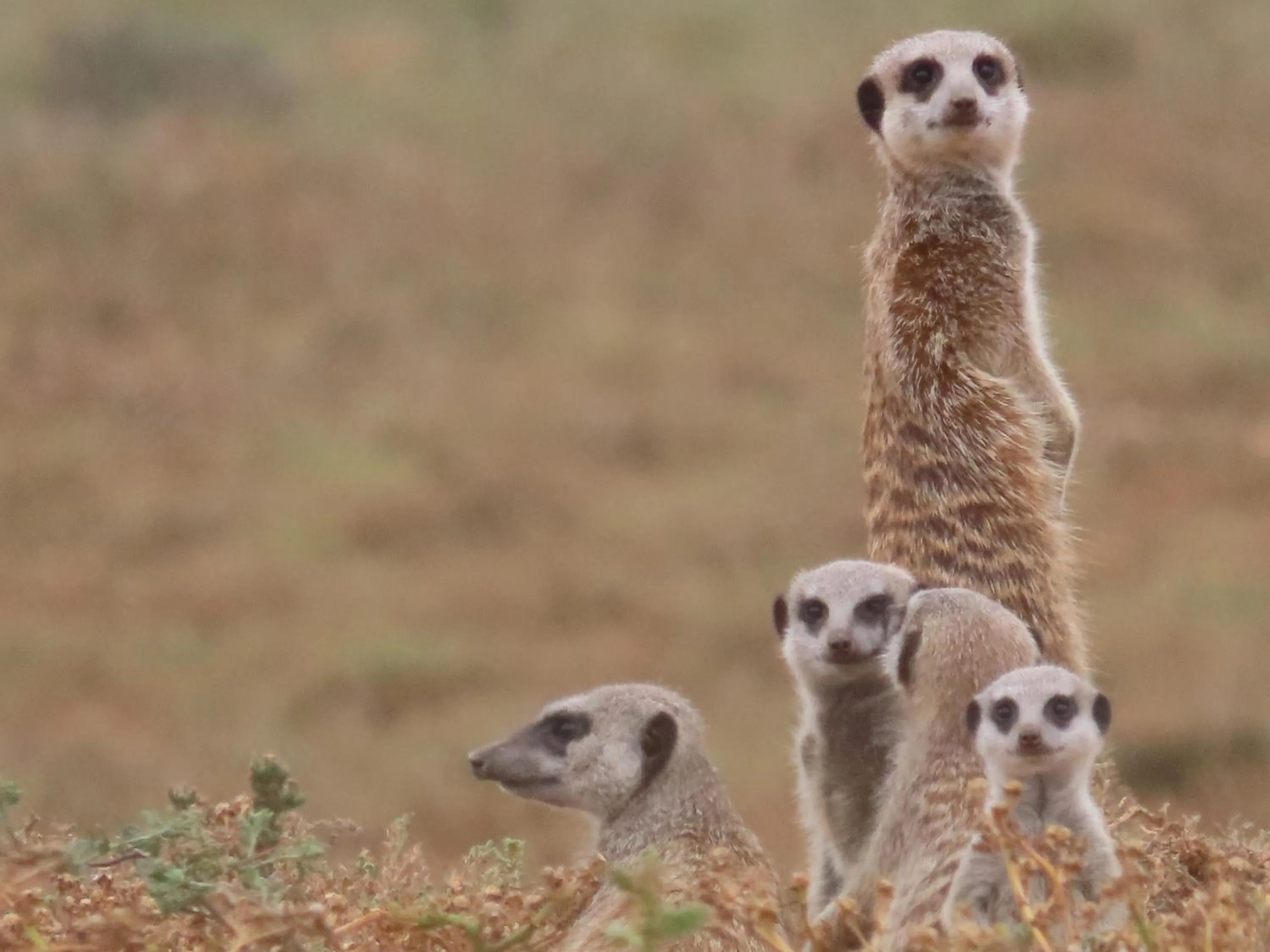 Dungbeetle River Lodge