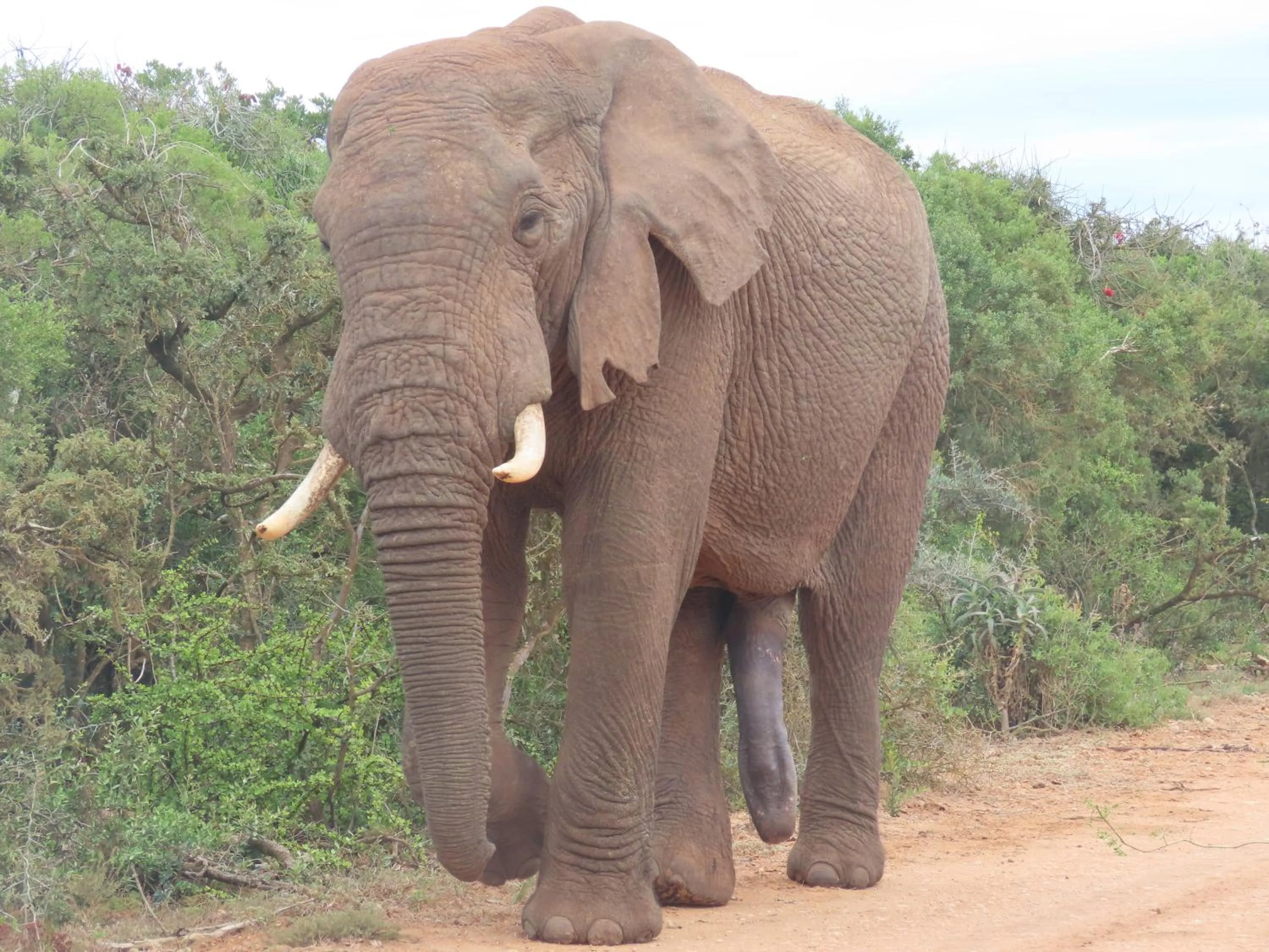 Dungbeetle River Lodge