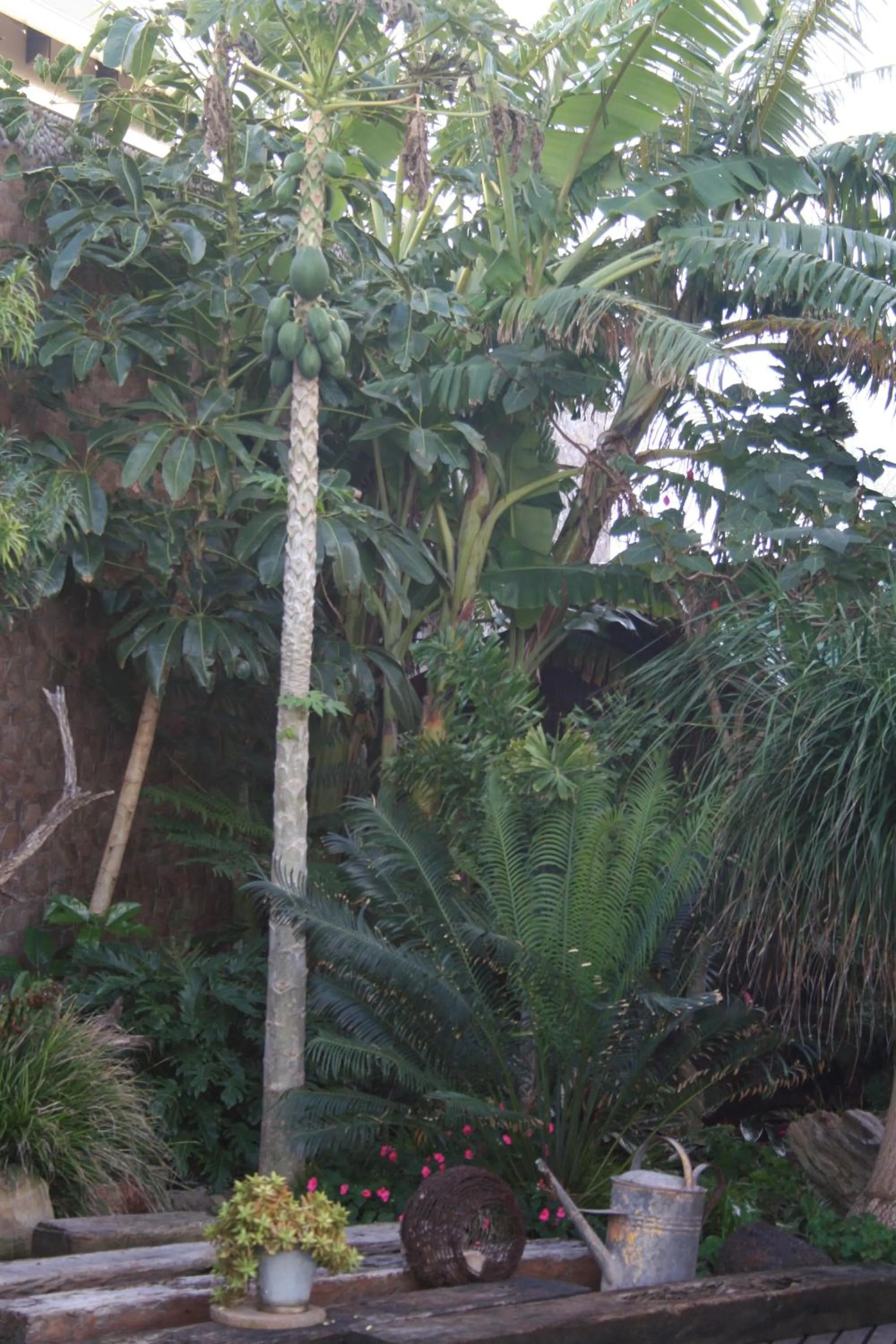 Garden view in Dungbeetle River Lodge