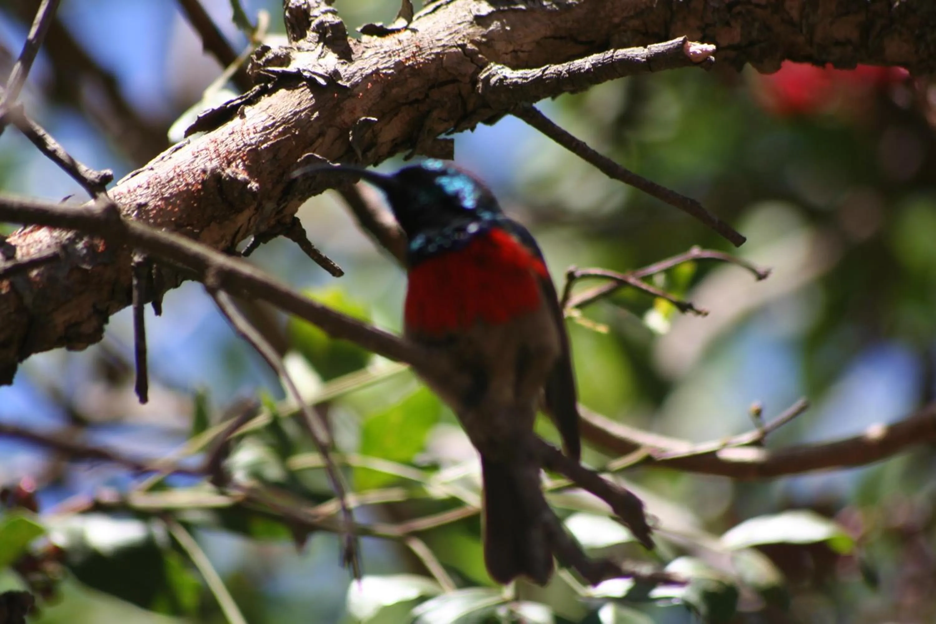 Animals in Dungbeetle River Lodge