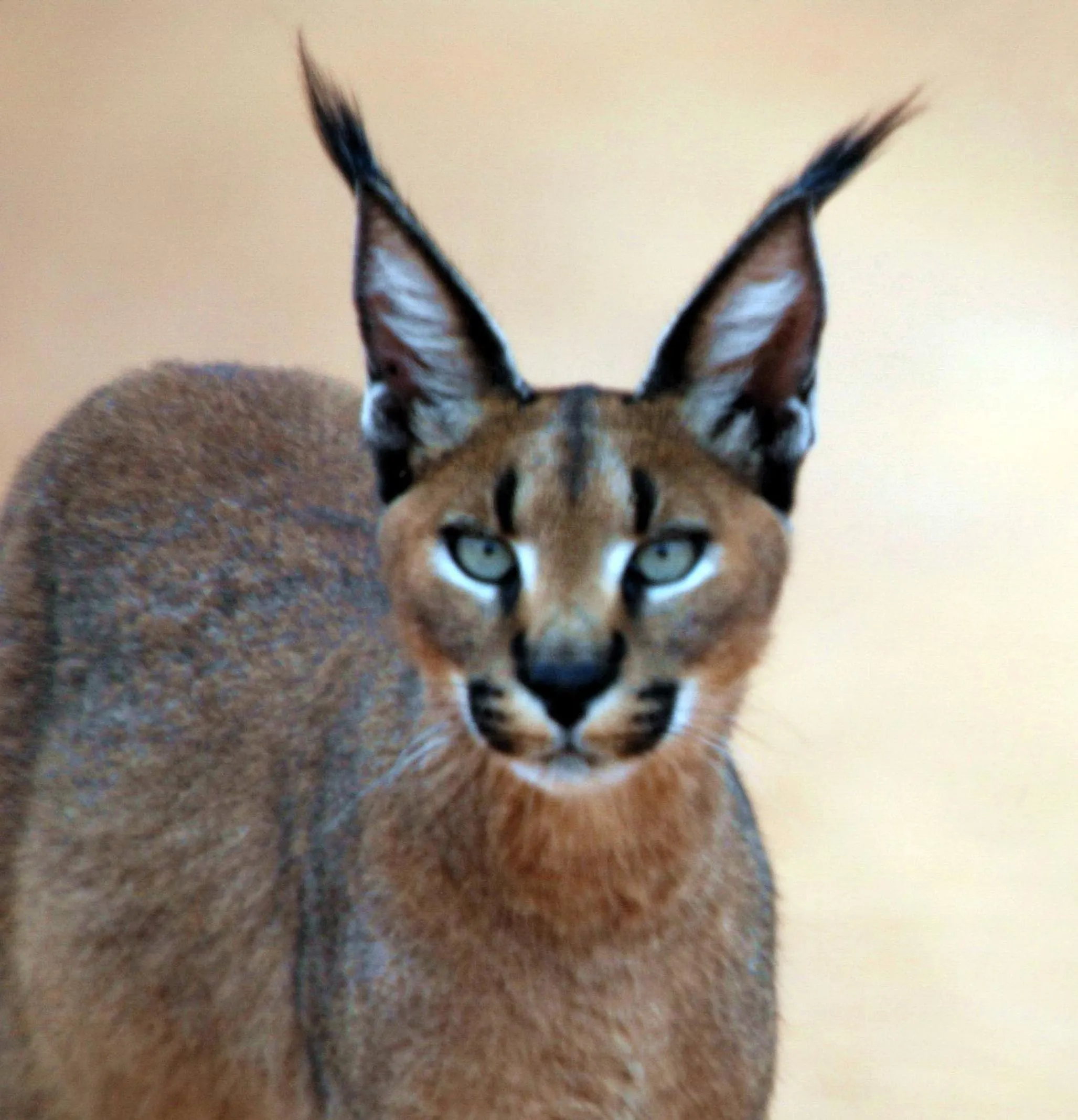 Dungbeetle River Lodge