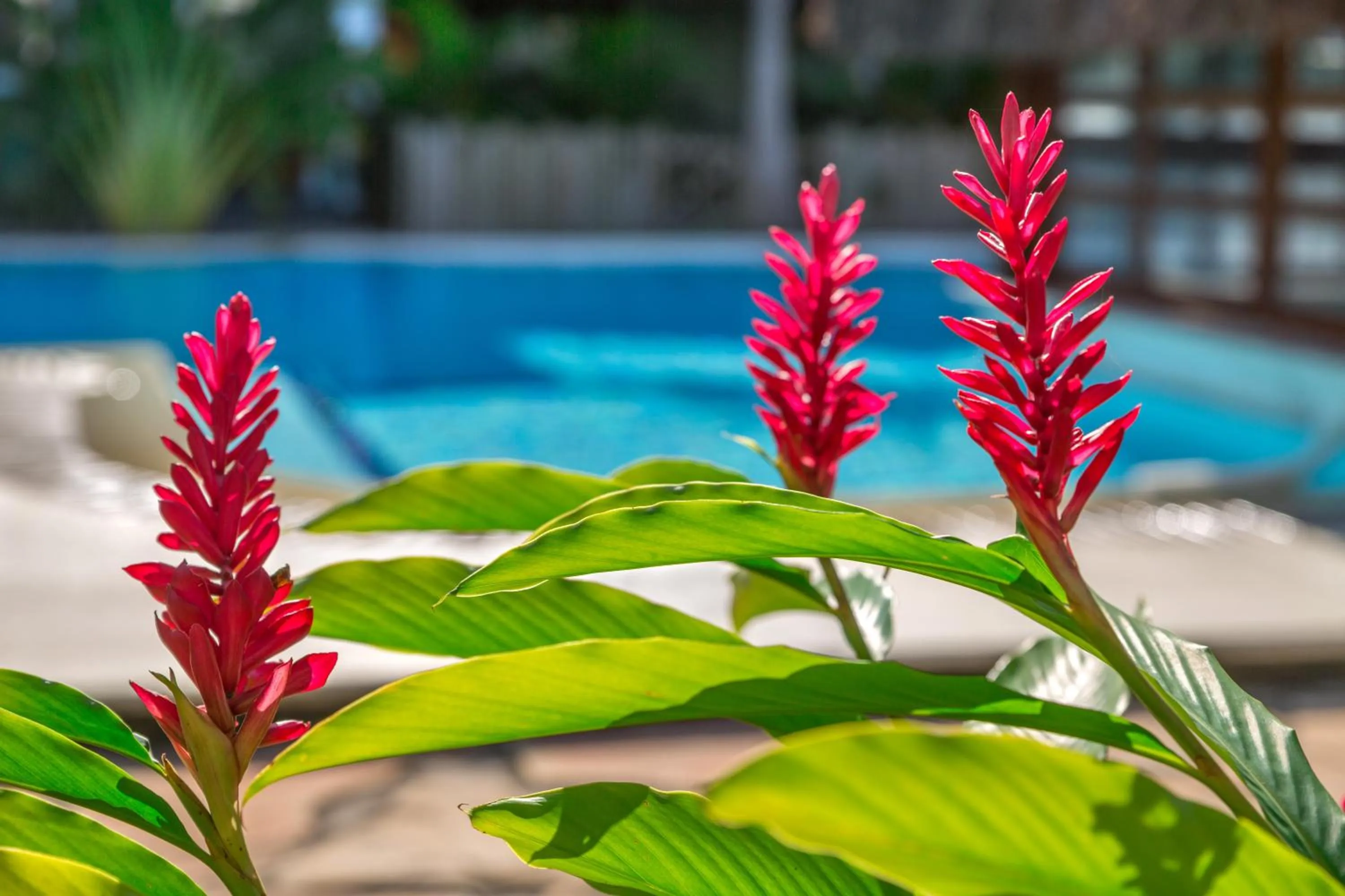 Day in Capoeira Village