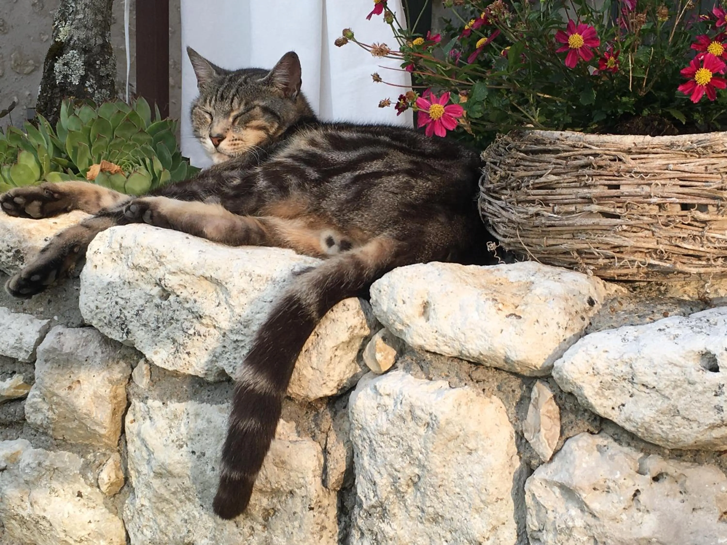 Pets in La Ferme Buissonnière