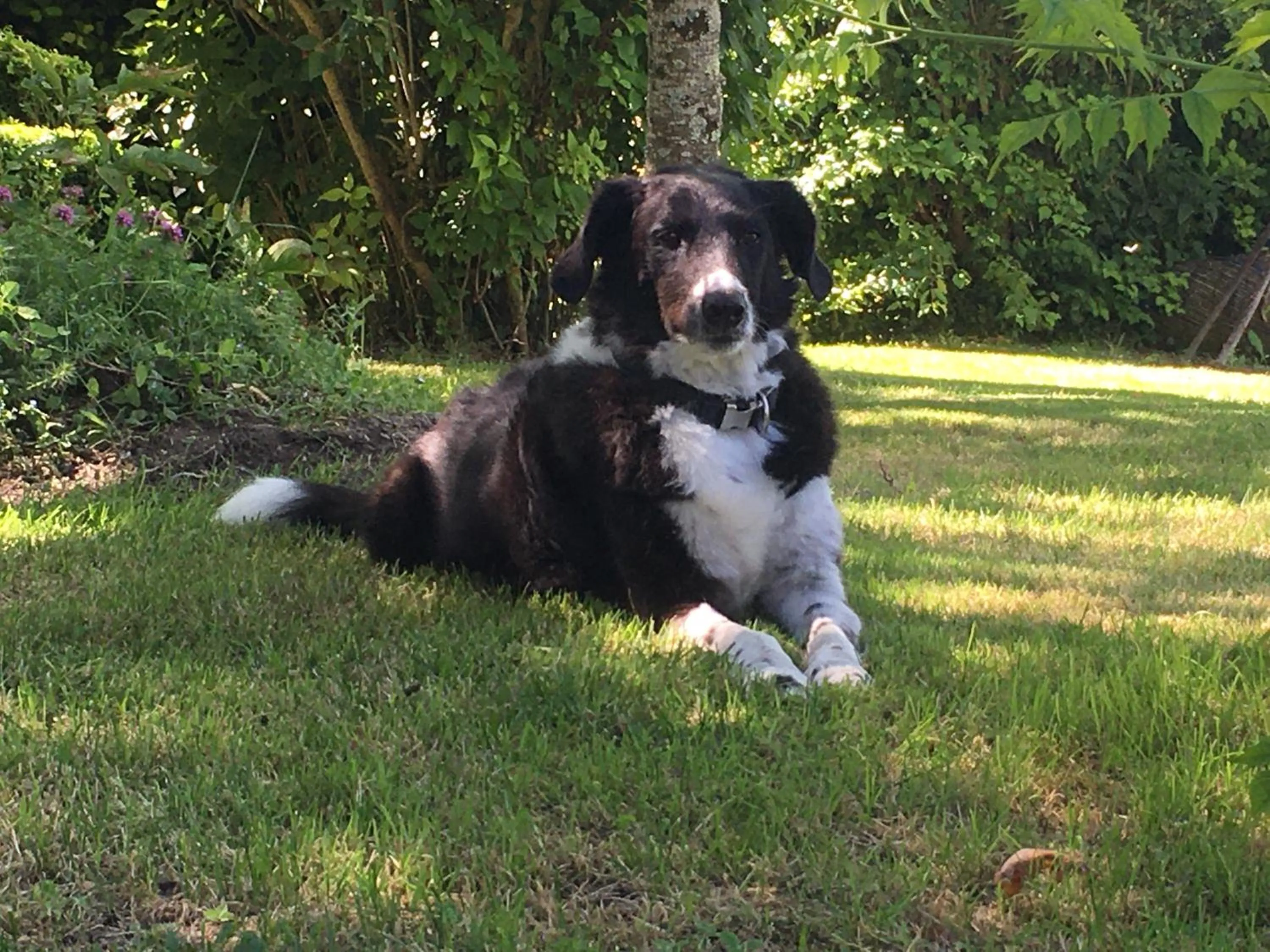 Pets in La Ferme Buissonnière