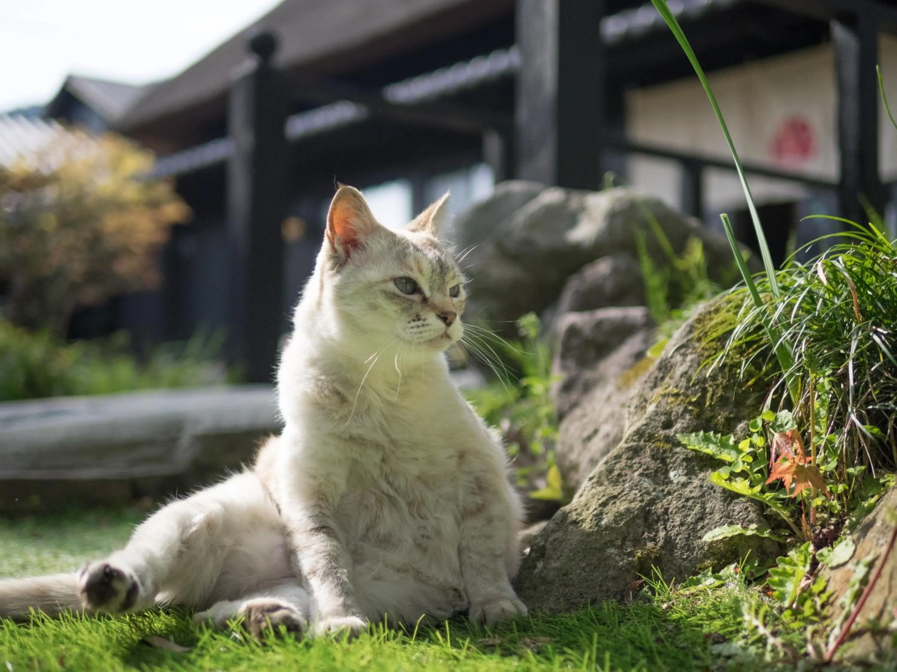 Garden in Yufuin Lamp no Yado
