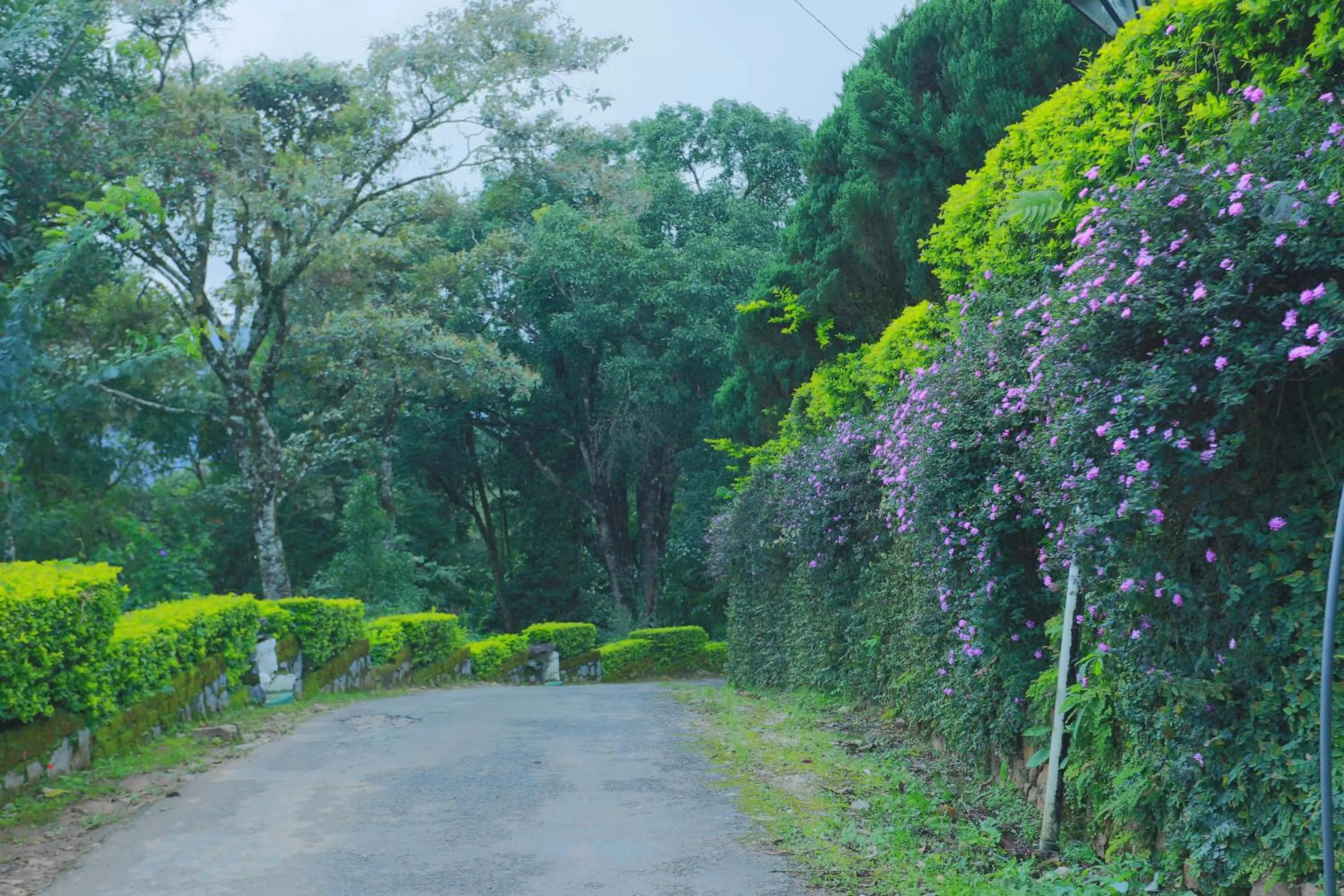 Deshadan Mountain Resort -The highest resort in Munnar