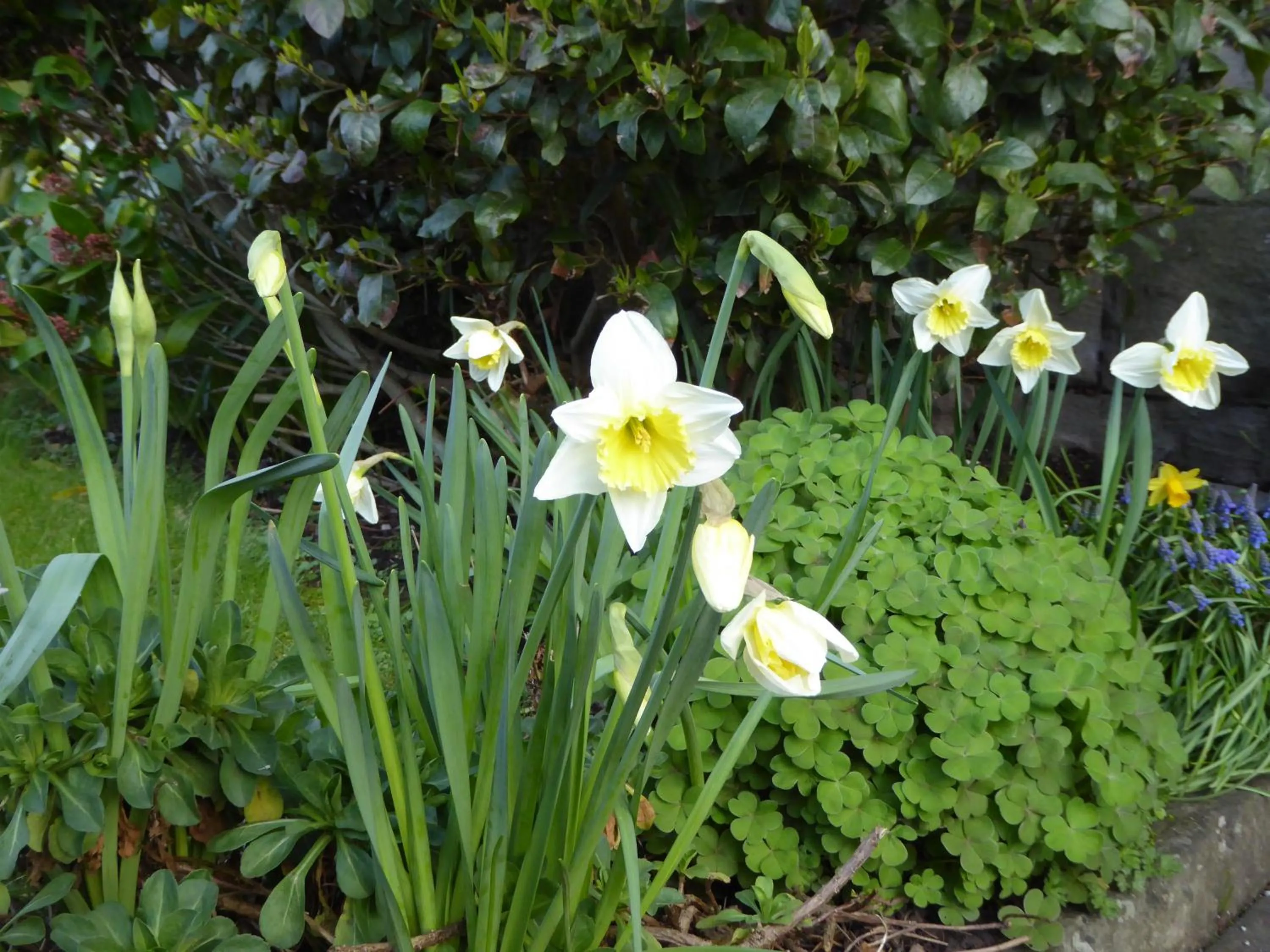 Garden in The Grange Guest House